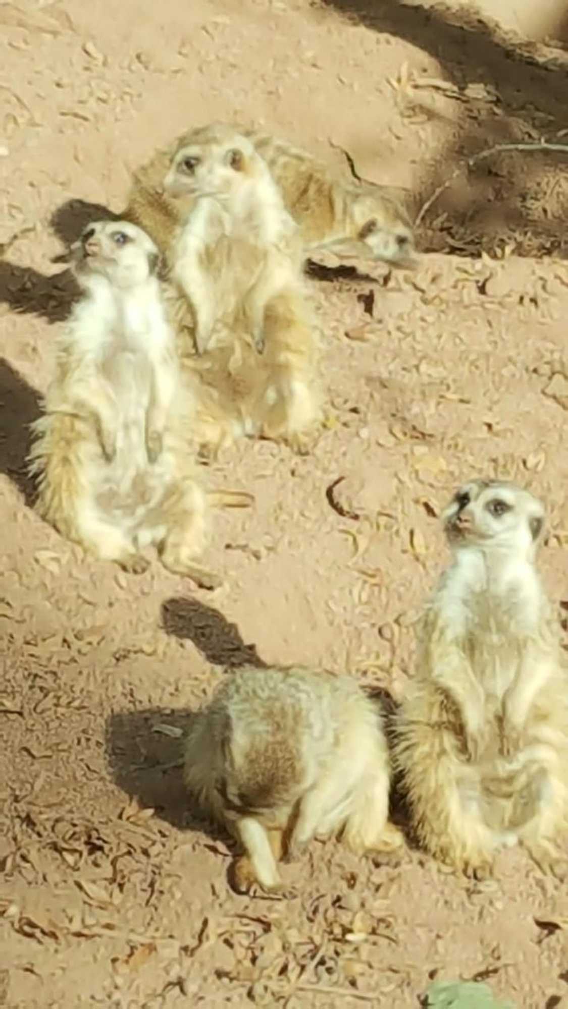 Gift card for Gästehaus By George