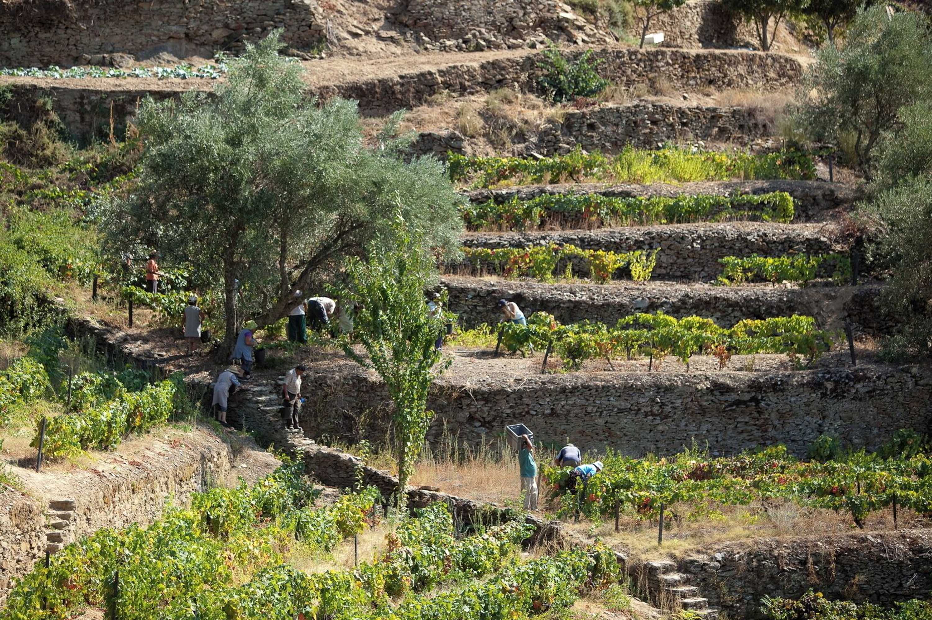 Gift card for Quinta DA Faisca - Agro Turismo