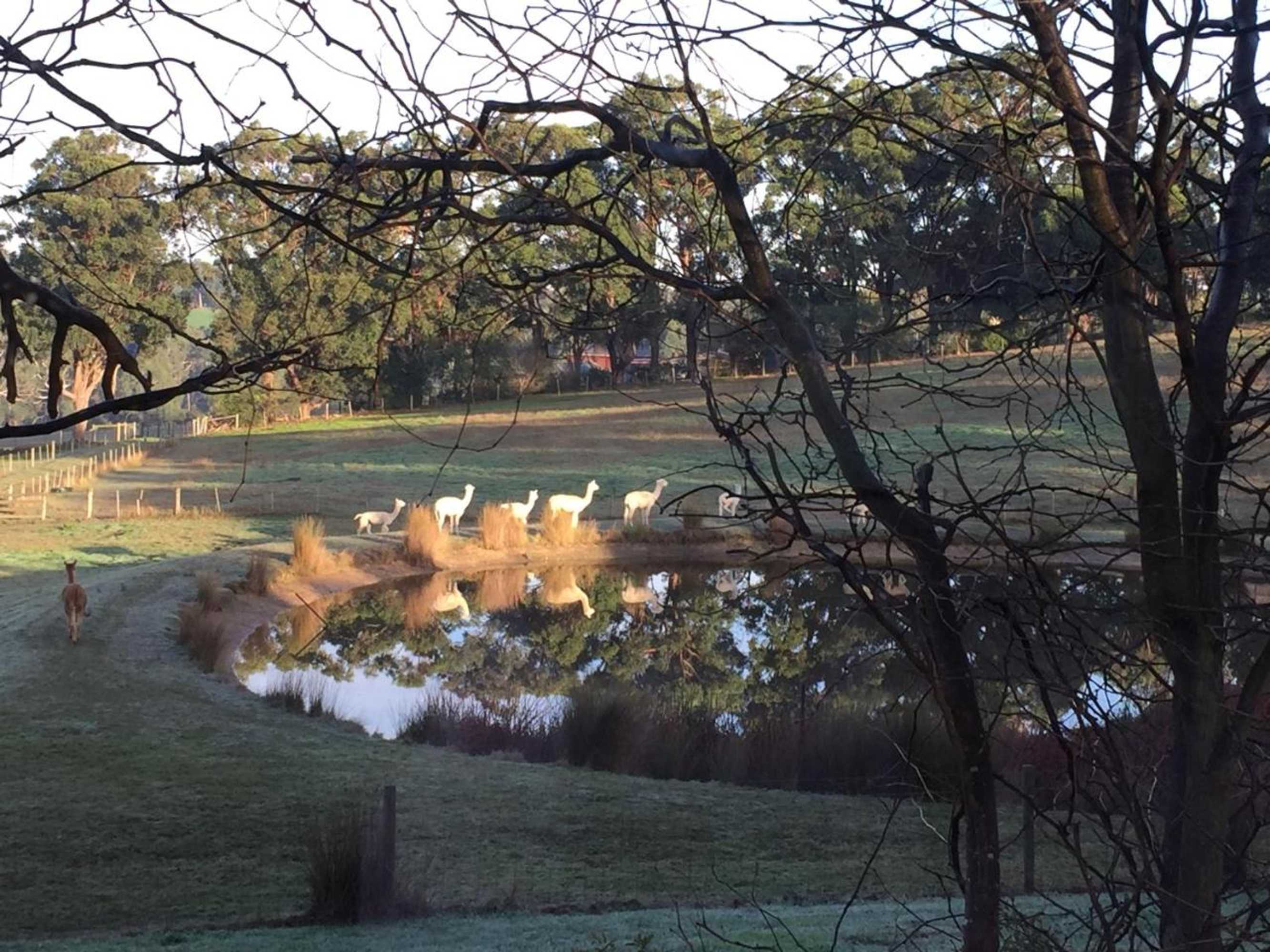 Gift card for Raynella Alpaca Farmstay