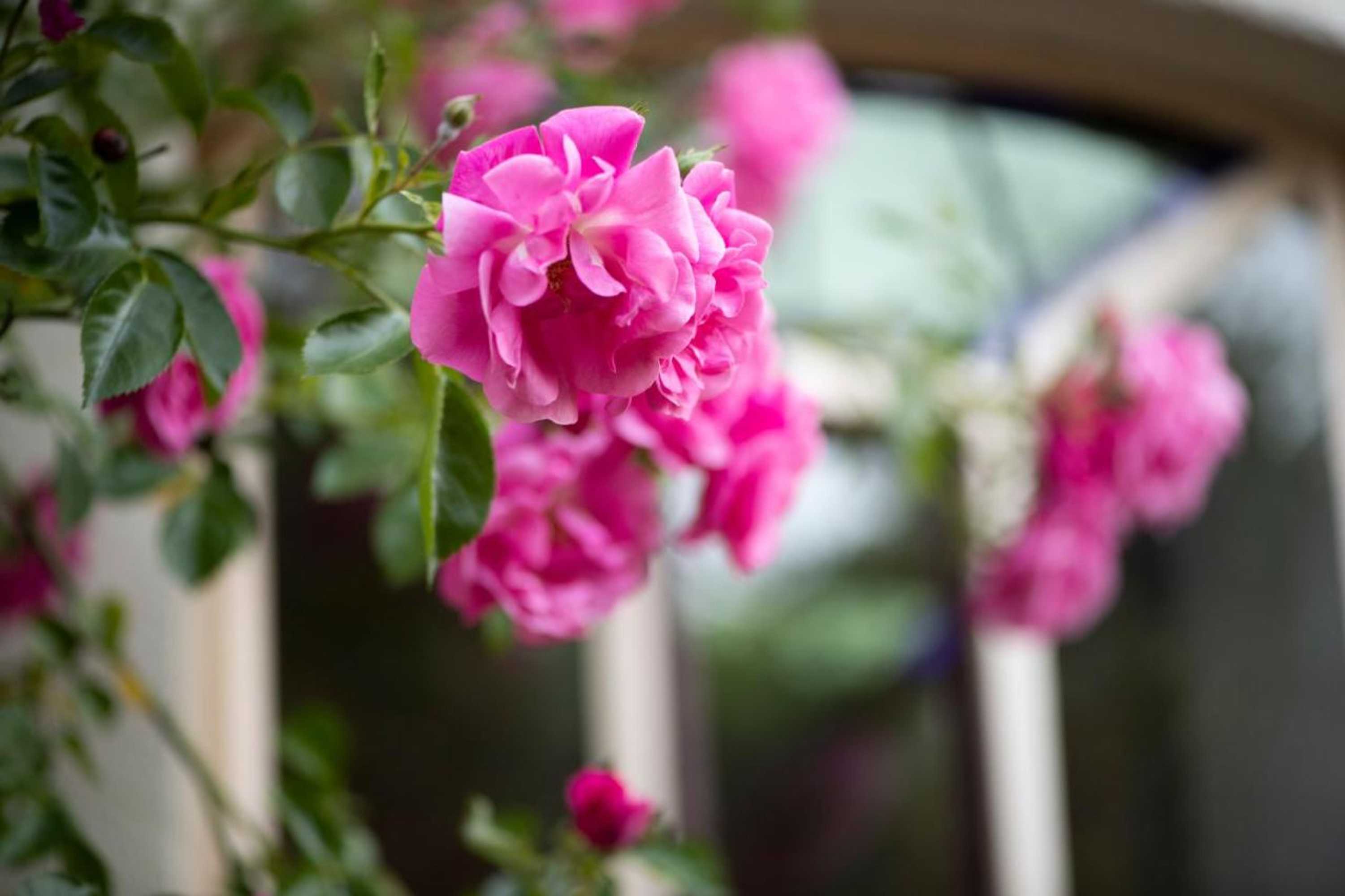 Gift card for B&b Reveille