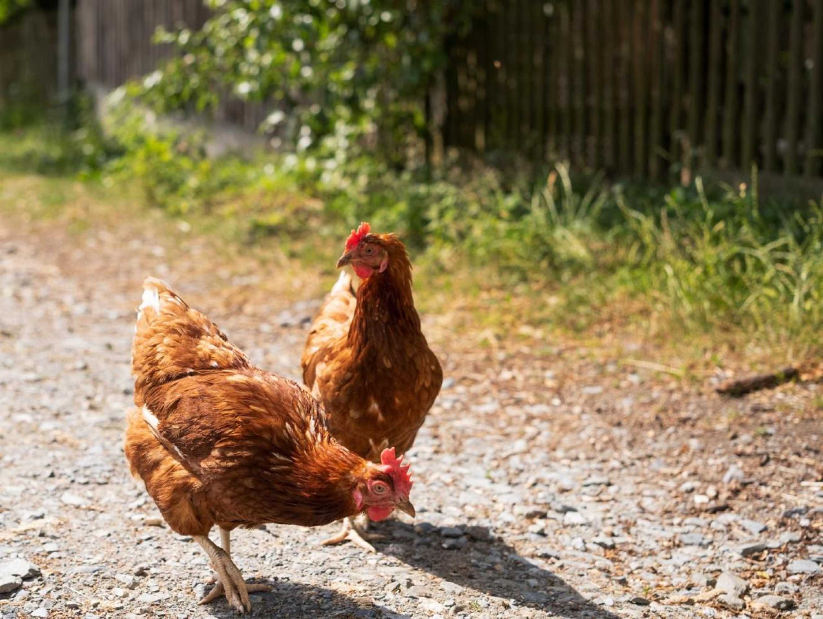 Gift card for Bio Ferienhof Erzengel