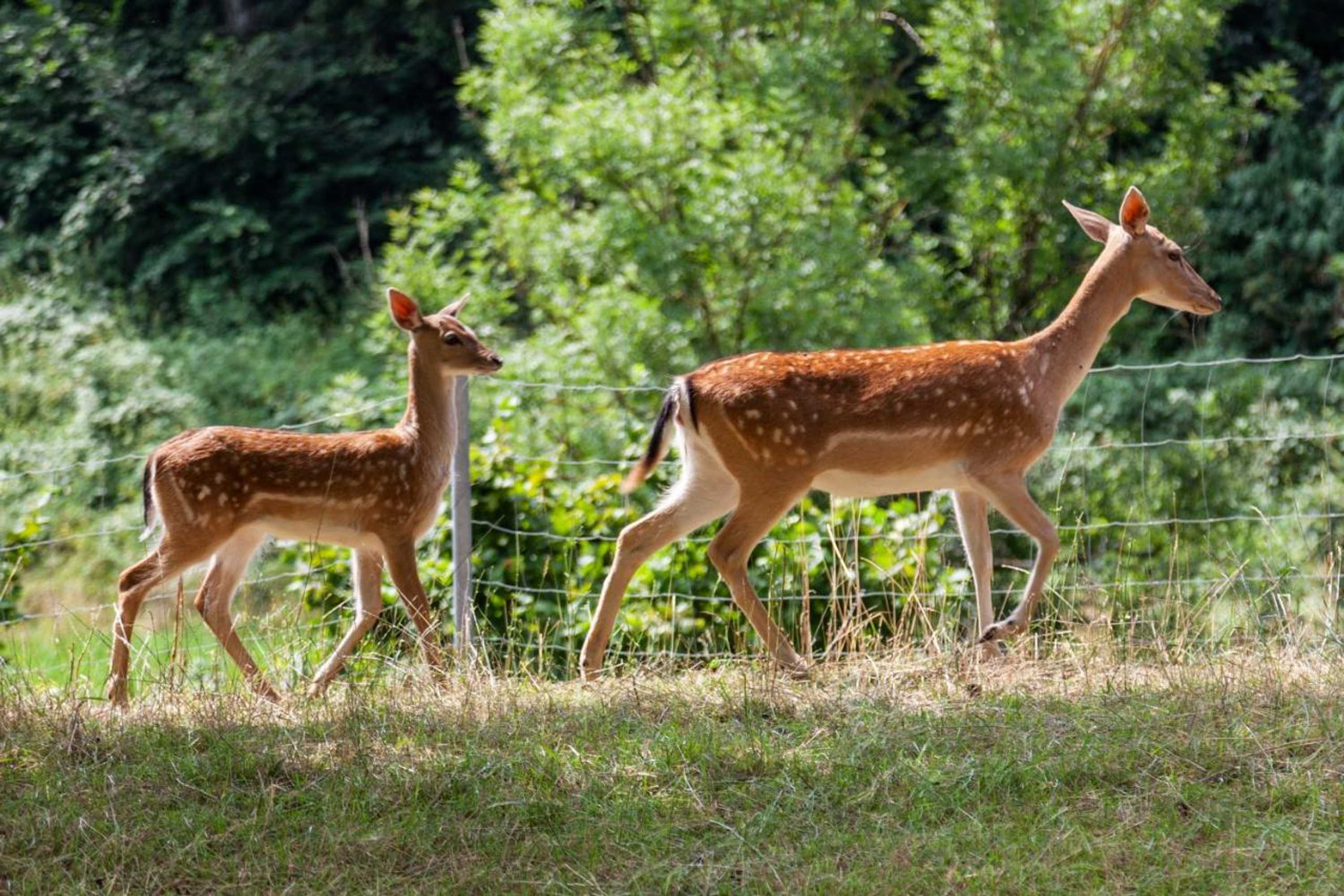 Gift card for Bergwerksilo Herznach