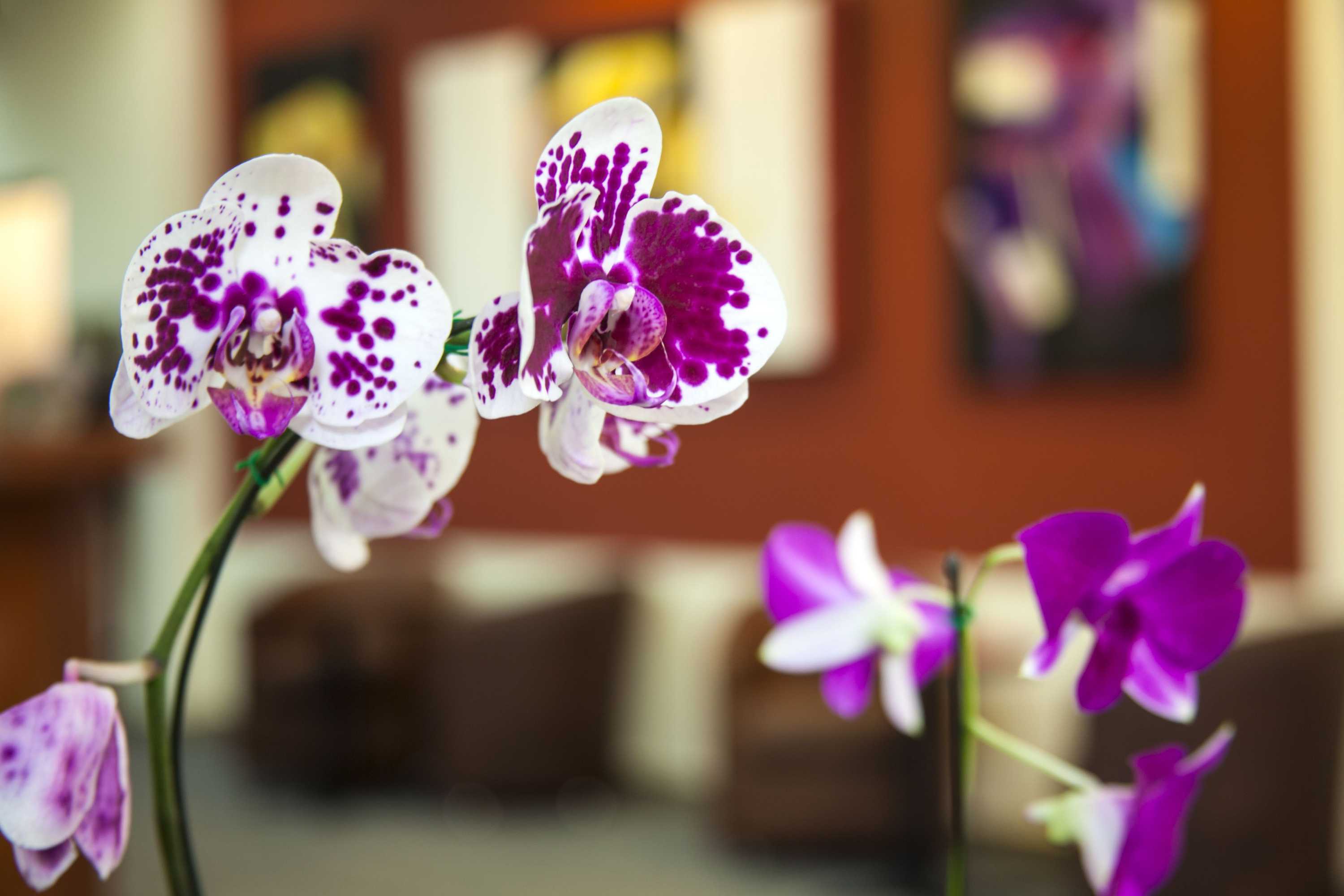 Gift card for Torre De Cali Plaza Hotel Gift card for Torre De Cali Plaza Hotel