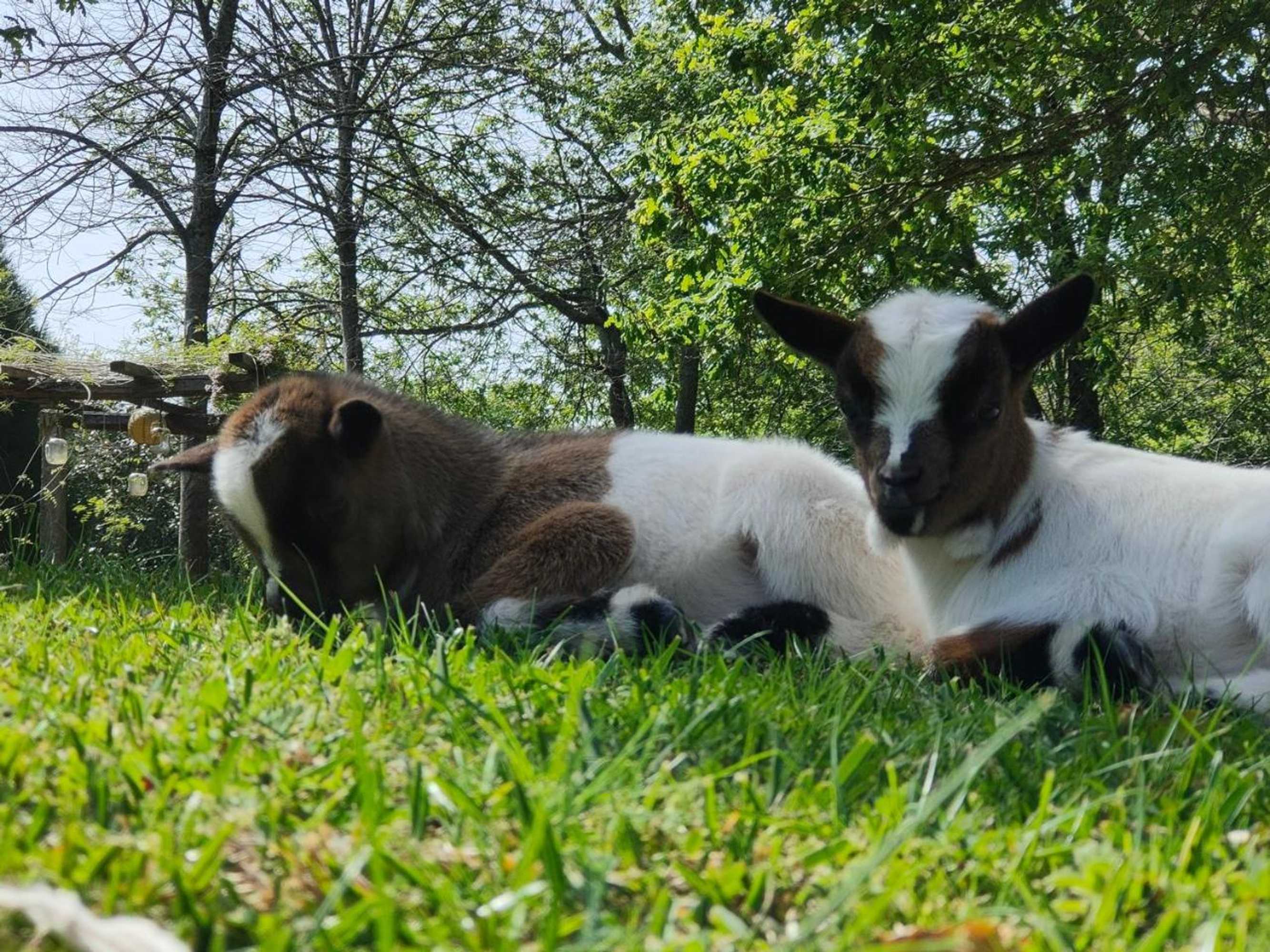 Gift card for Quinta Padre Lobo Gift card for Quinta Padre Lobo