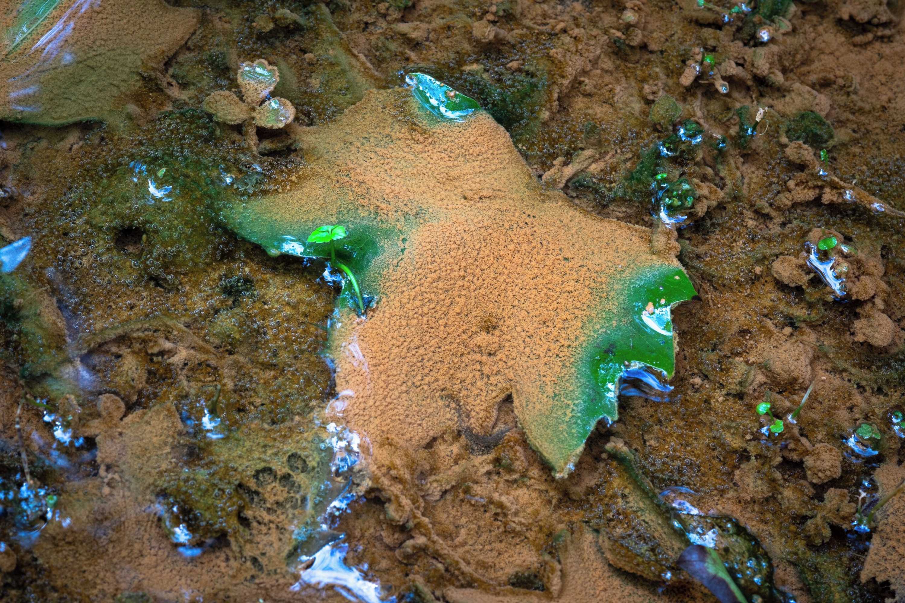 Gift card for Casa Nas Caldeiras