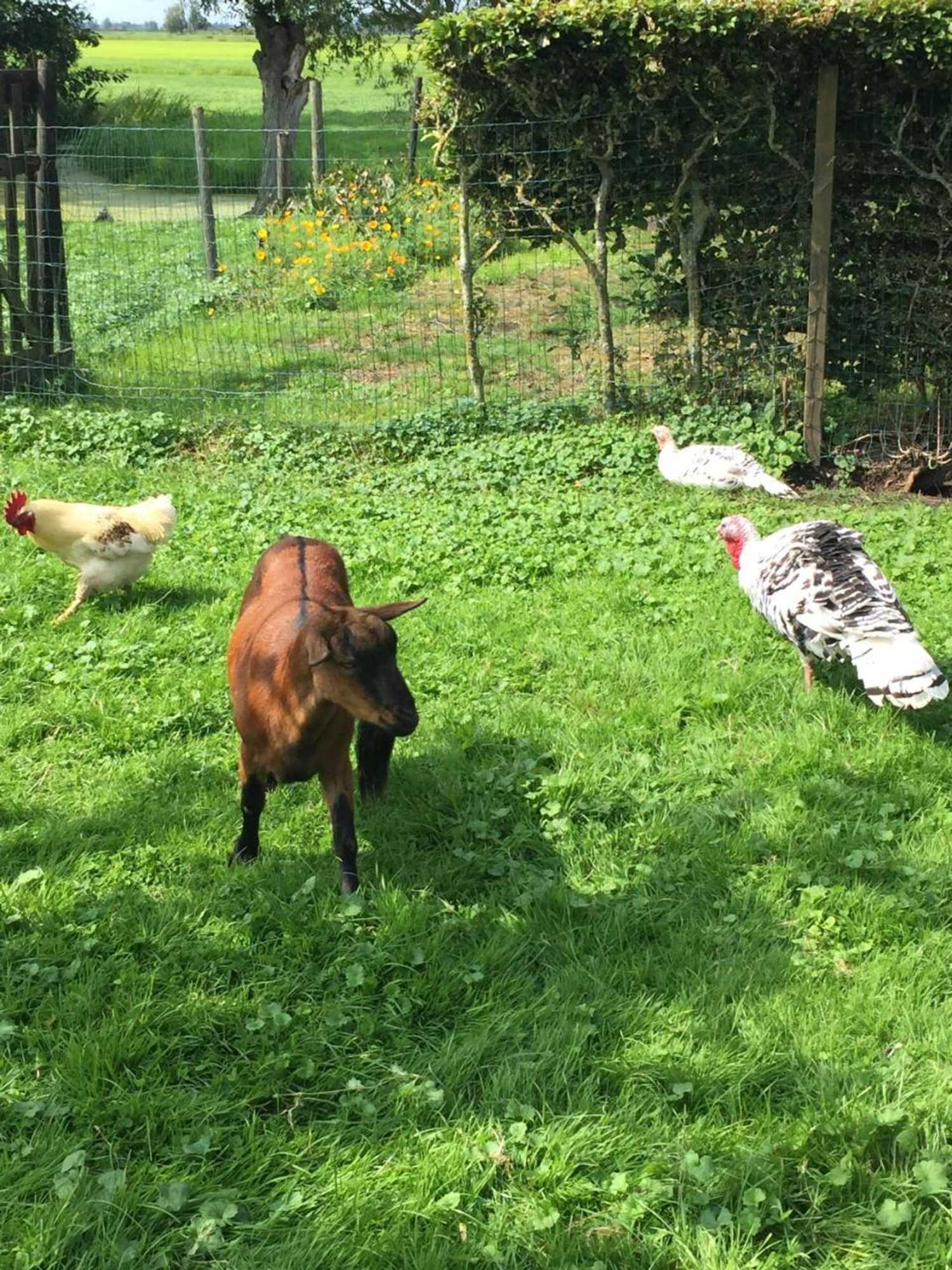 Gift card for Droomgaerd