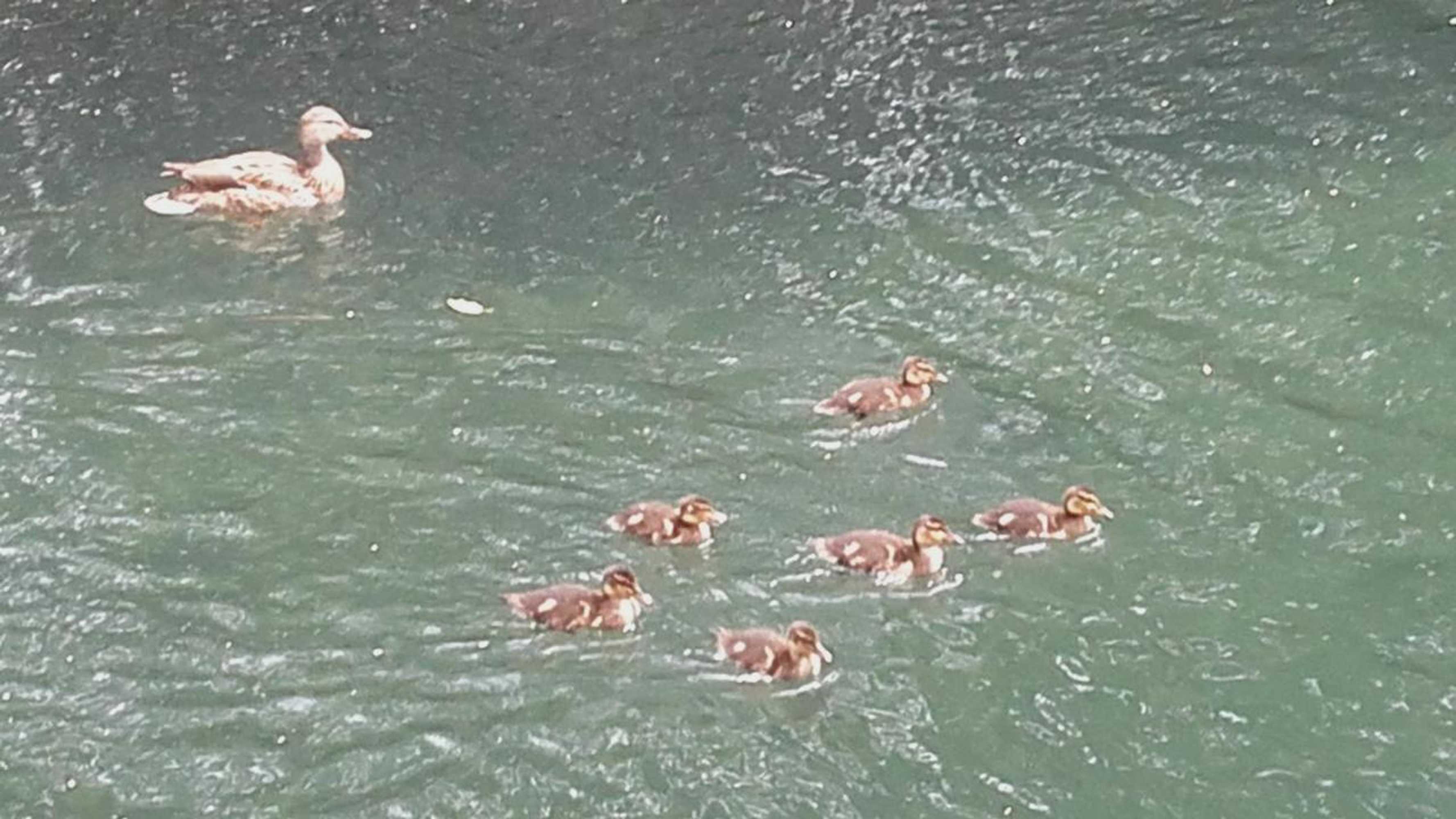 Gift card for Domaine Des Petits Cancets Gift card for Domaine Des Petits Cancets