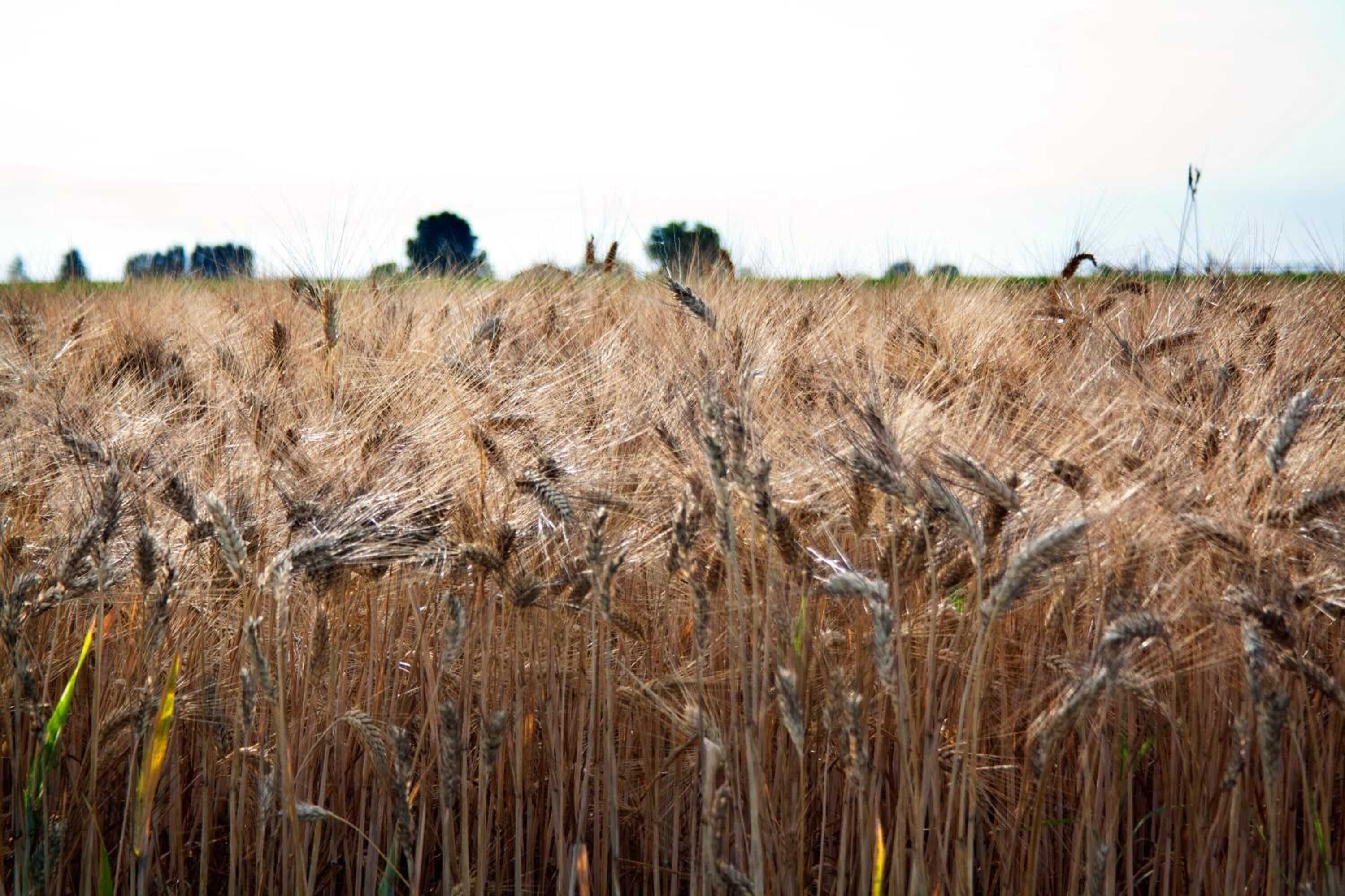 Gift card for Alla Corte Del Picchio