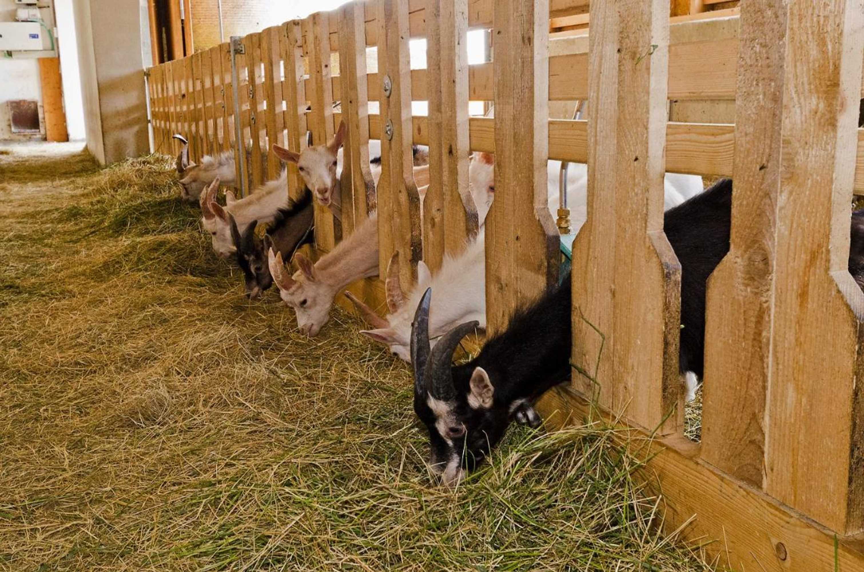 Gift card for Bertelemühle