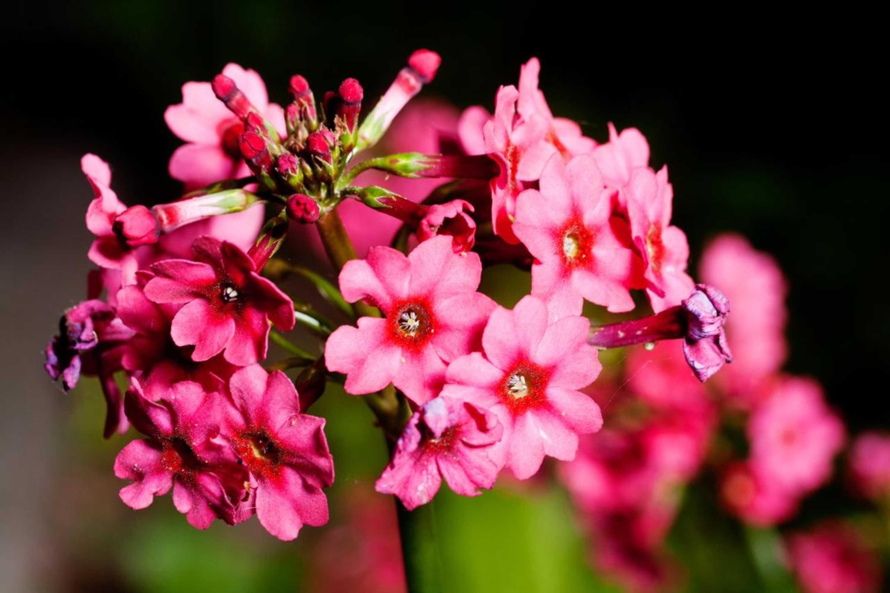 Gift card for B & B De Lorijn