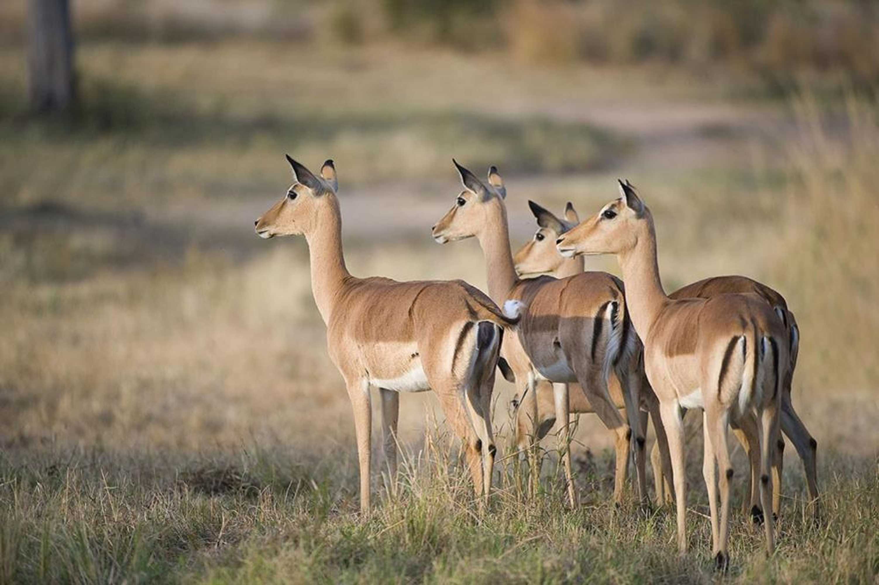 Gift card for Hluhluwe Country Cottages Gift card for Hluhluwe Country Cottages