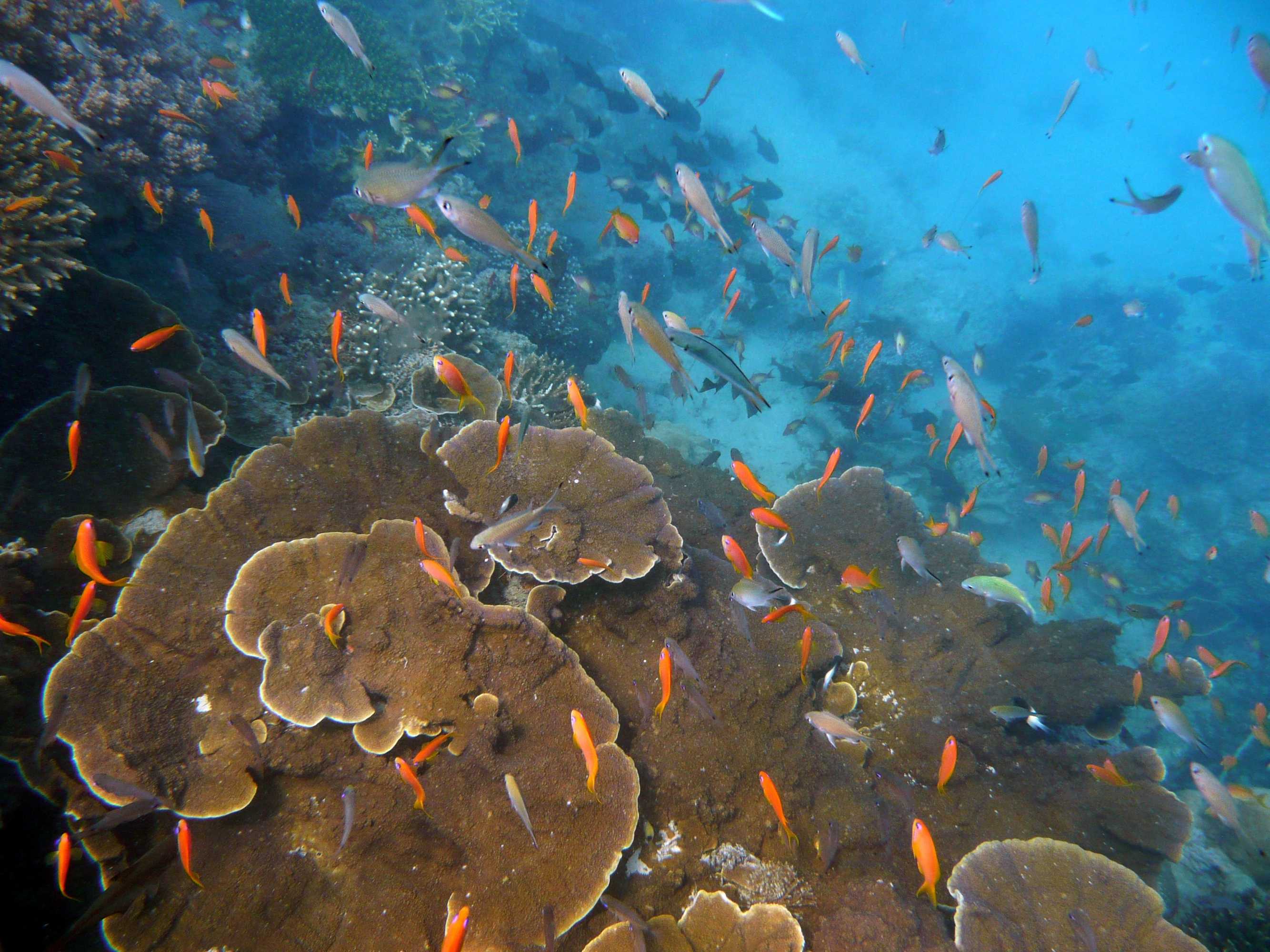 Gift card for Chumbe Island Coral Park