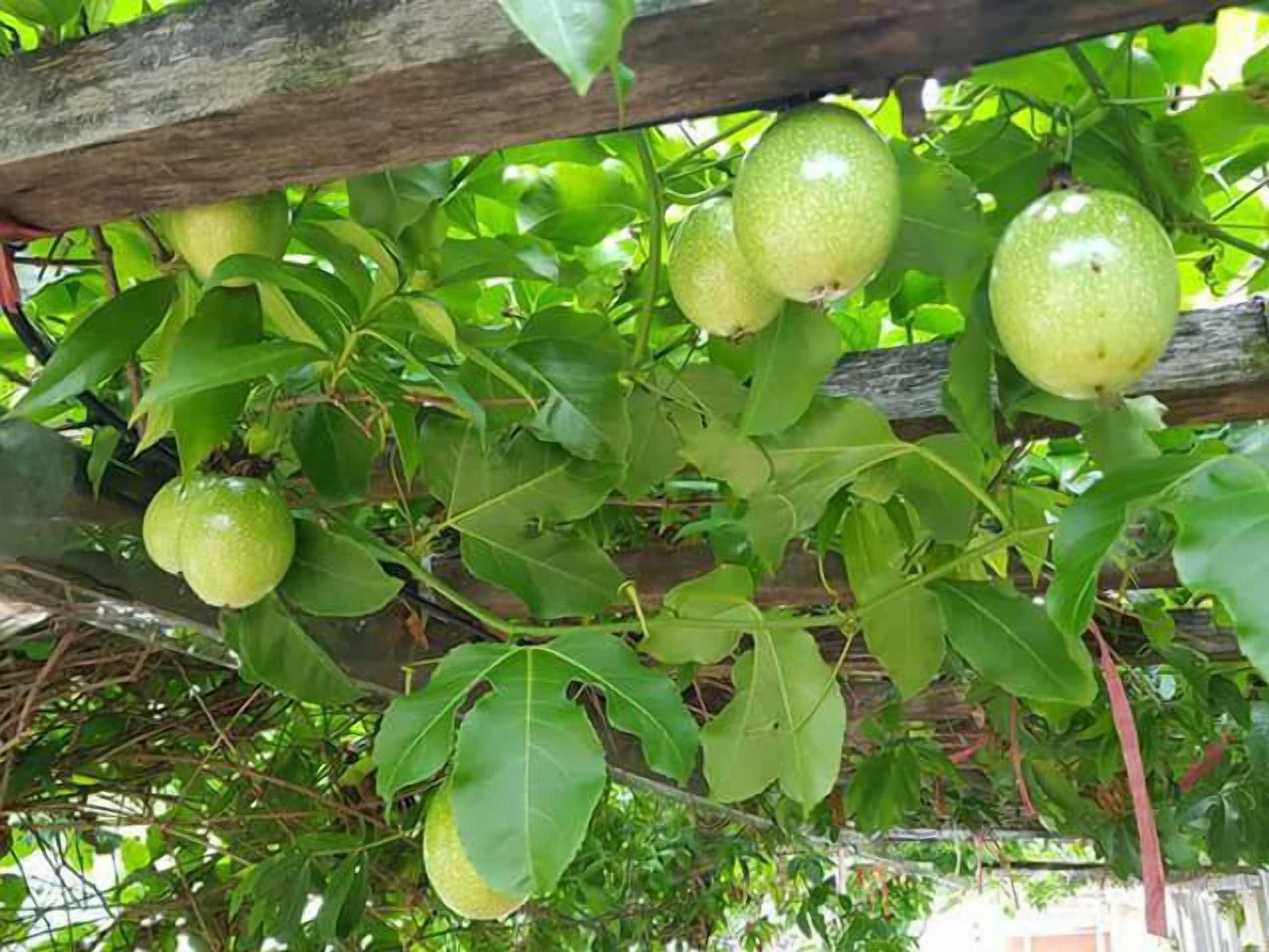 Gift card for Shuanghui Garden B&b