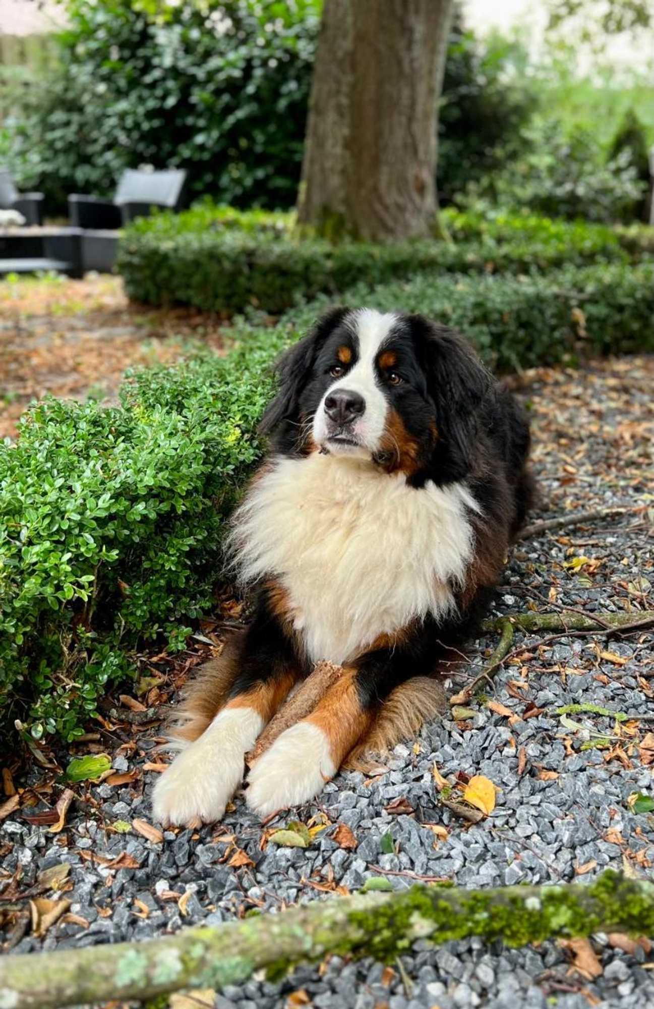 Gift card for Gasthof Wäscherschloss