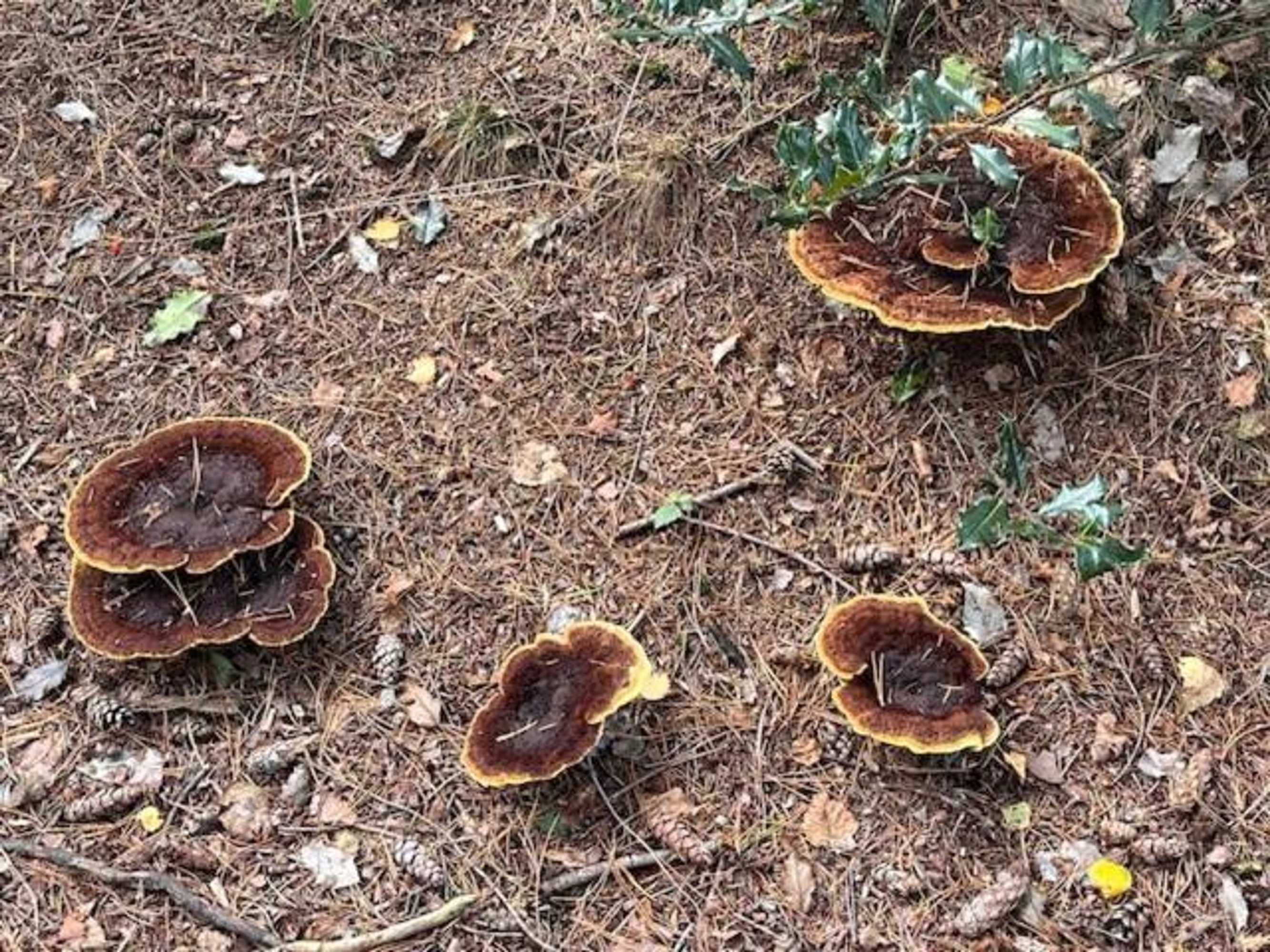 Gift card for Landgoed Isvw