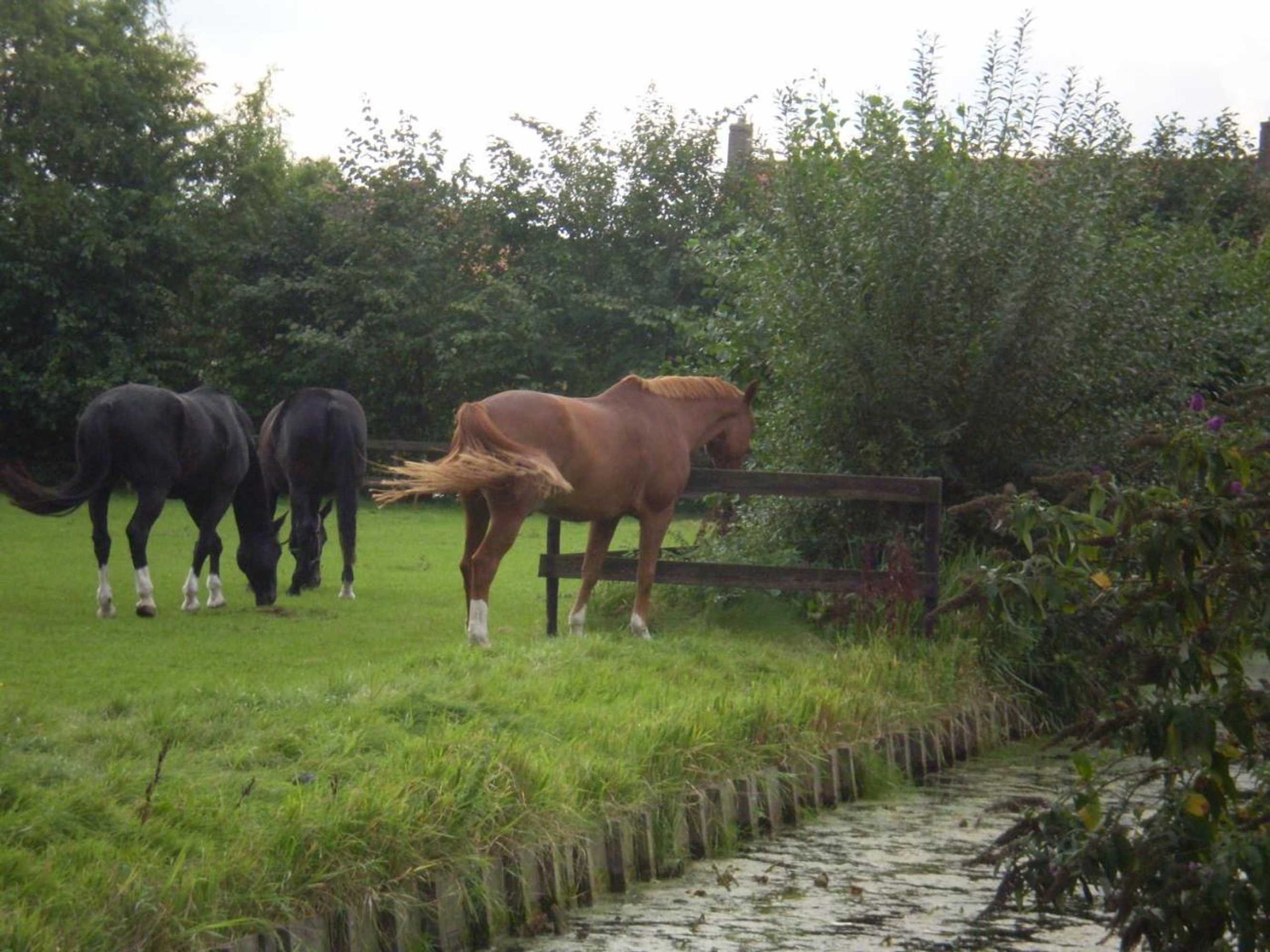 Gift card for B&b Dirosa