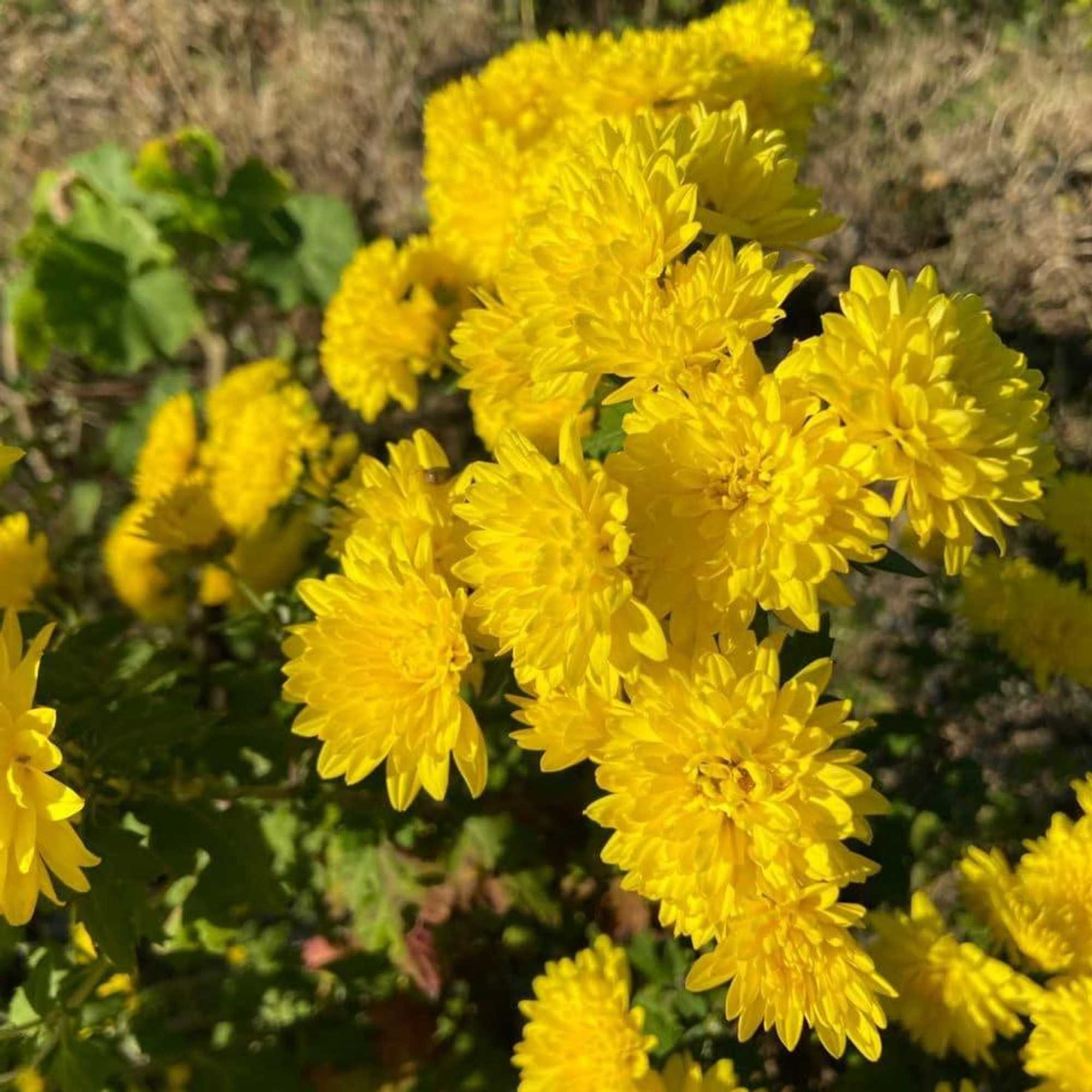 Gift card for Golden Valley Cottages, Chail Gift card for Golden Valley Cottages, Chail