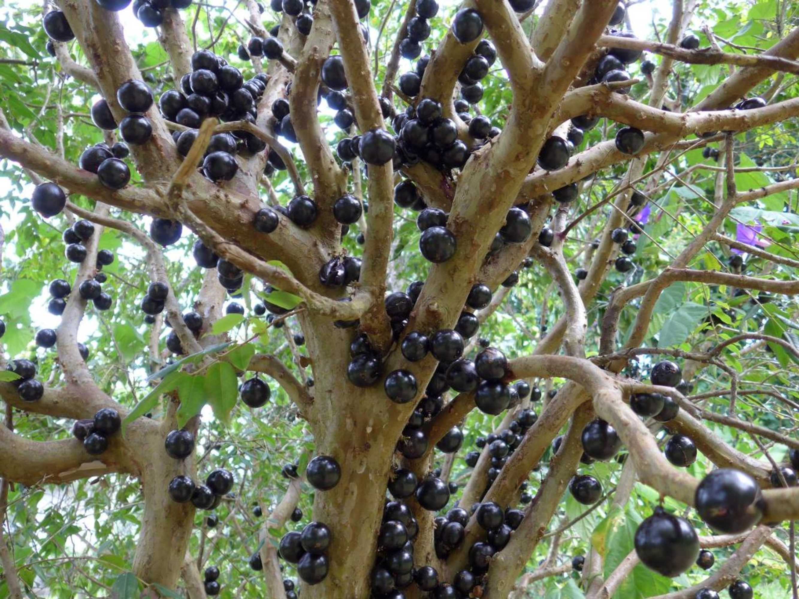 Gift card for Wharepuke Subtropical Accommodation Gift card for Wharepuke Subtropical Accommodation