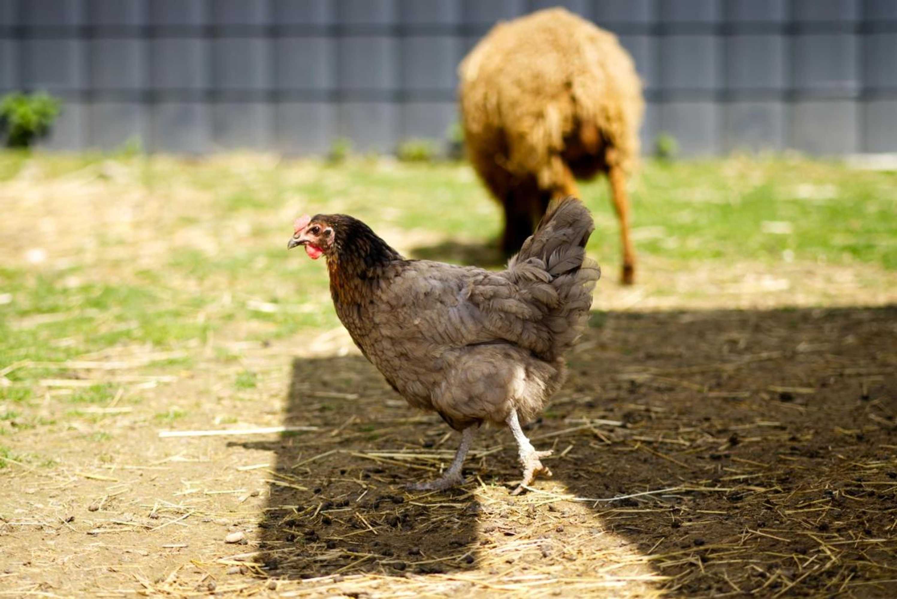 Gift card for Gästehaus Kirchenbauerhof