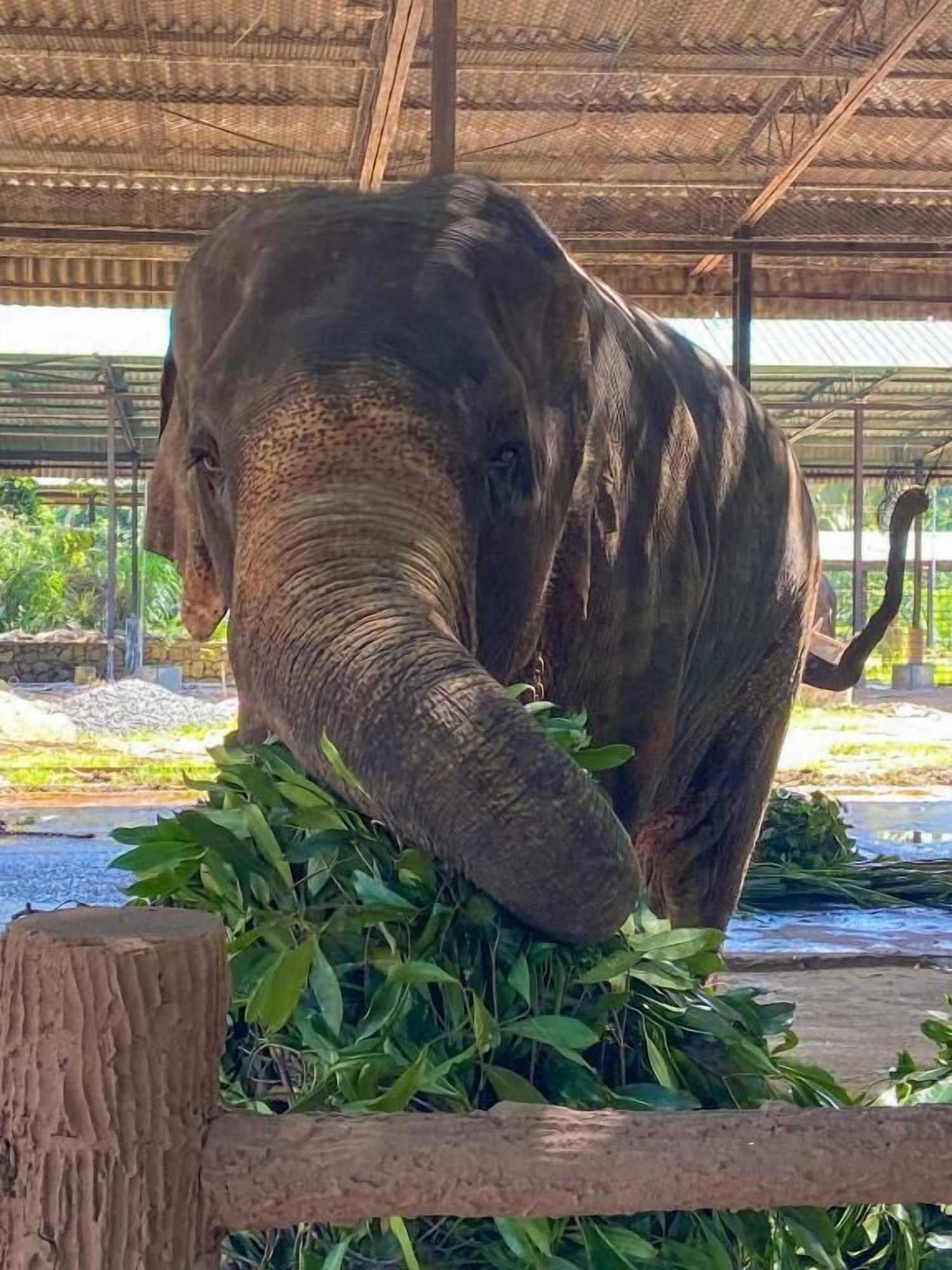 Gift card for Elepath Lodge - Pinnawala