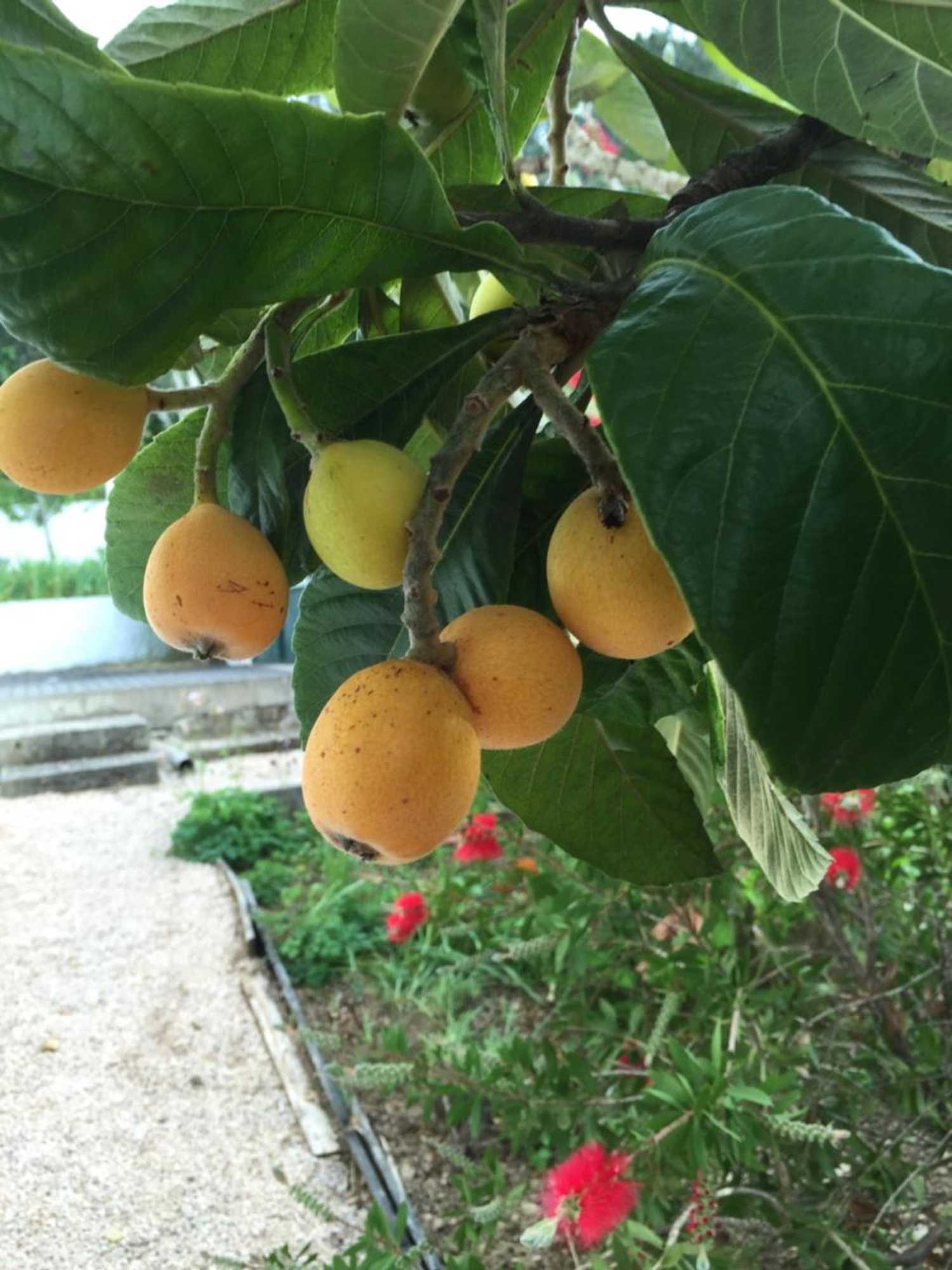 Gift card for Casa Traca