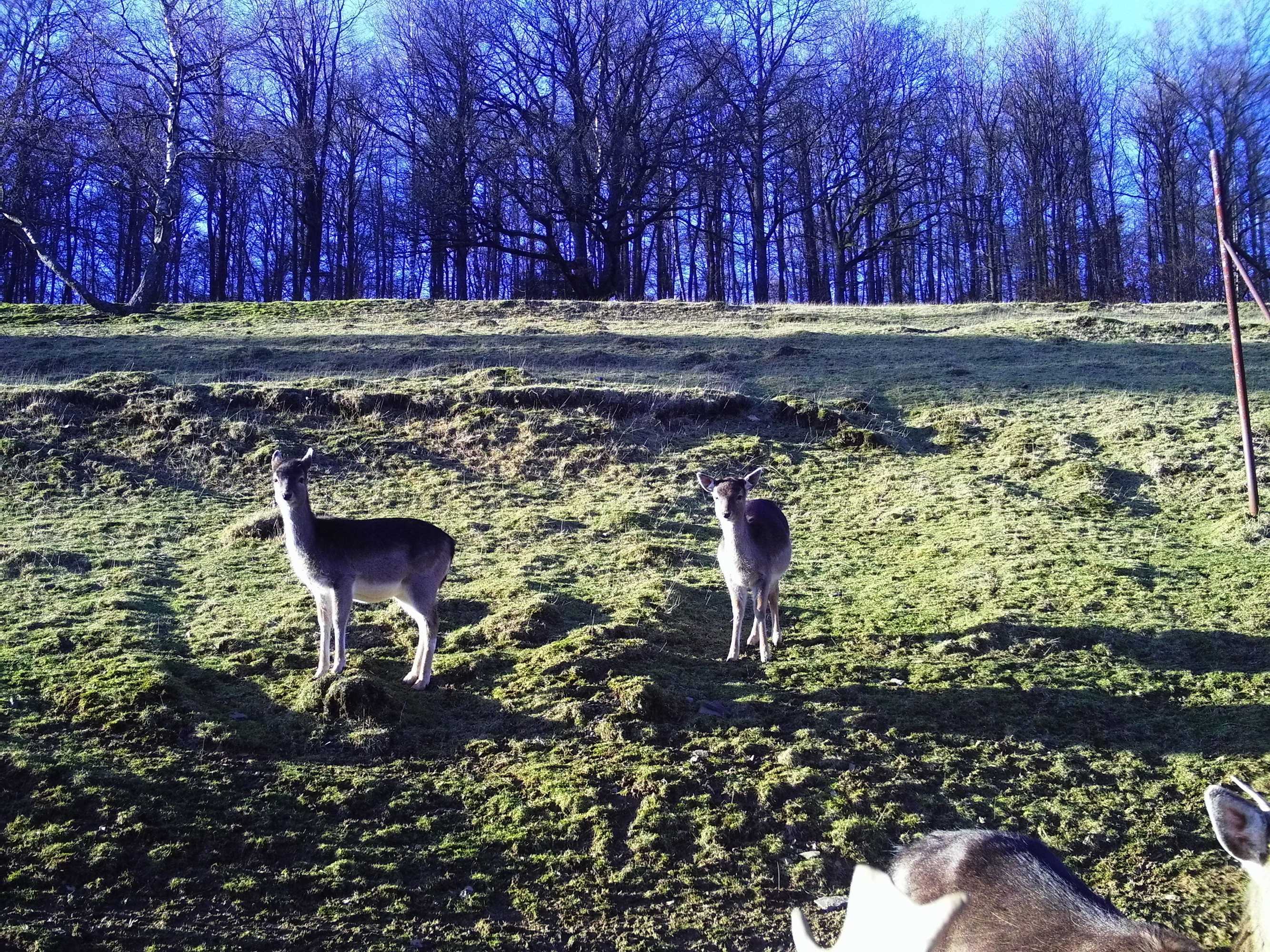 Gift card for Ferienwohnungen Hees