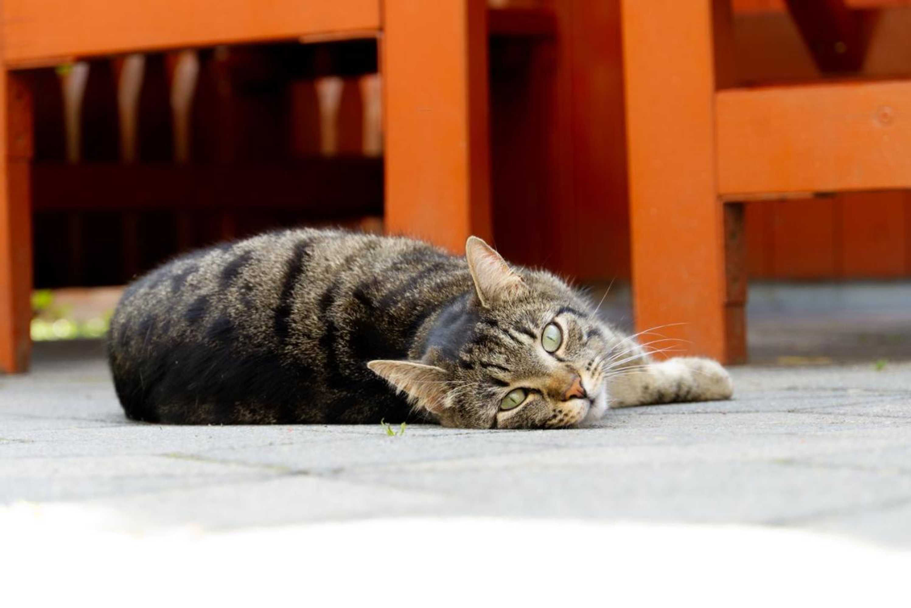 Gift card for Gästehaus Kirchenbauerhof