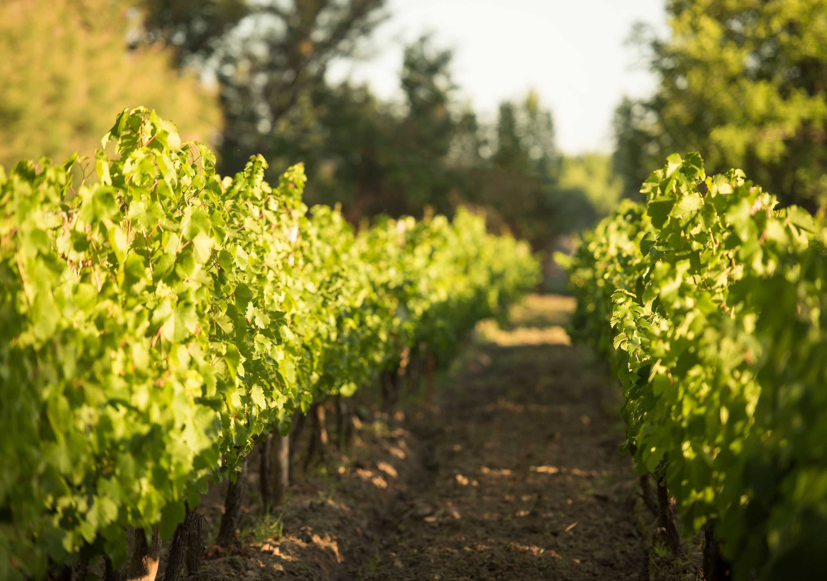 Gift card for Postales by Dot Boutique