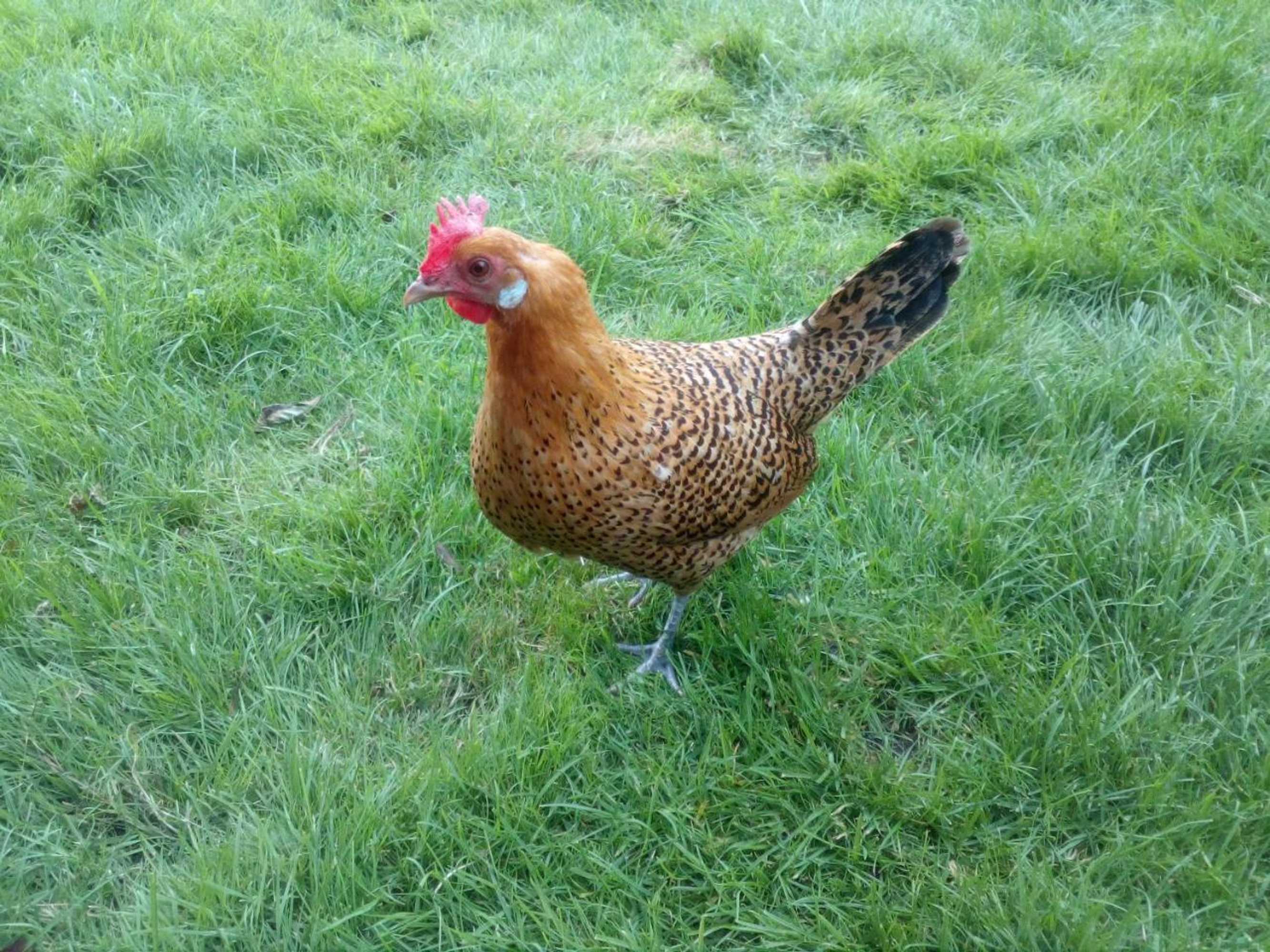 Gift card for Altenburgpleats