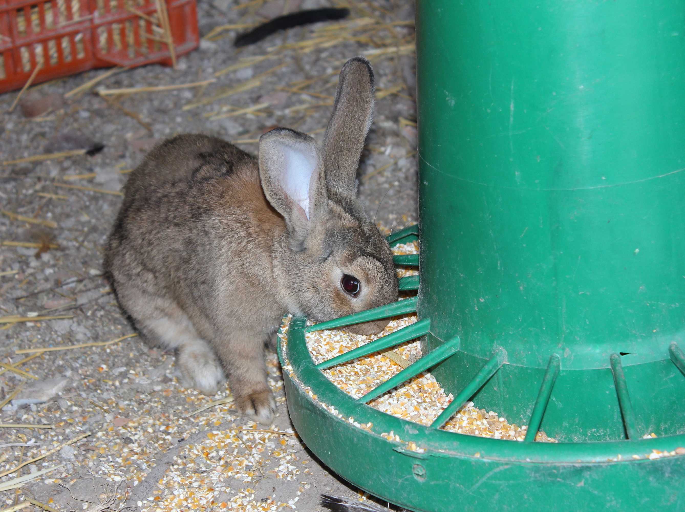 Gift card for Agriturismo La Casa di Bacco