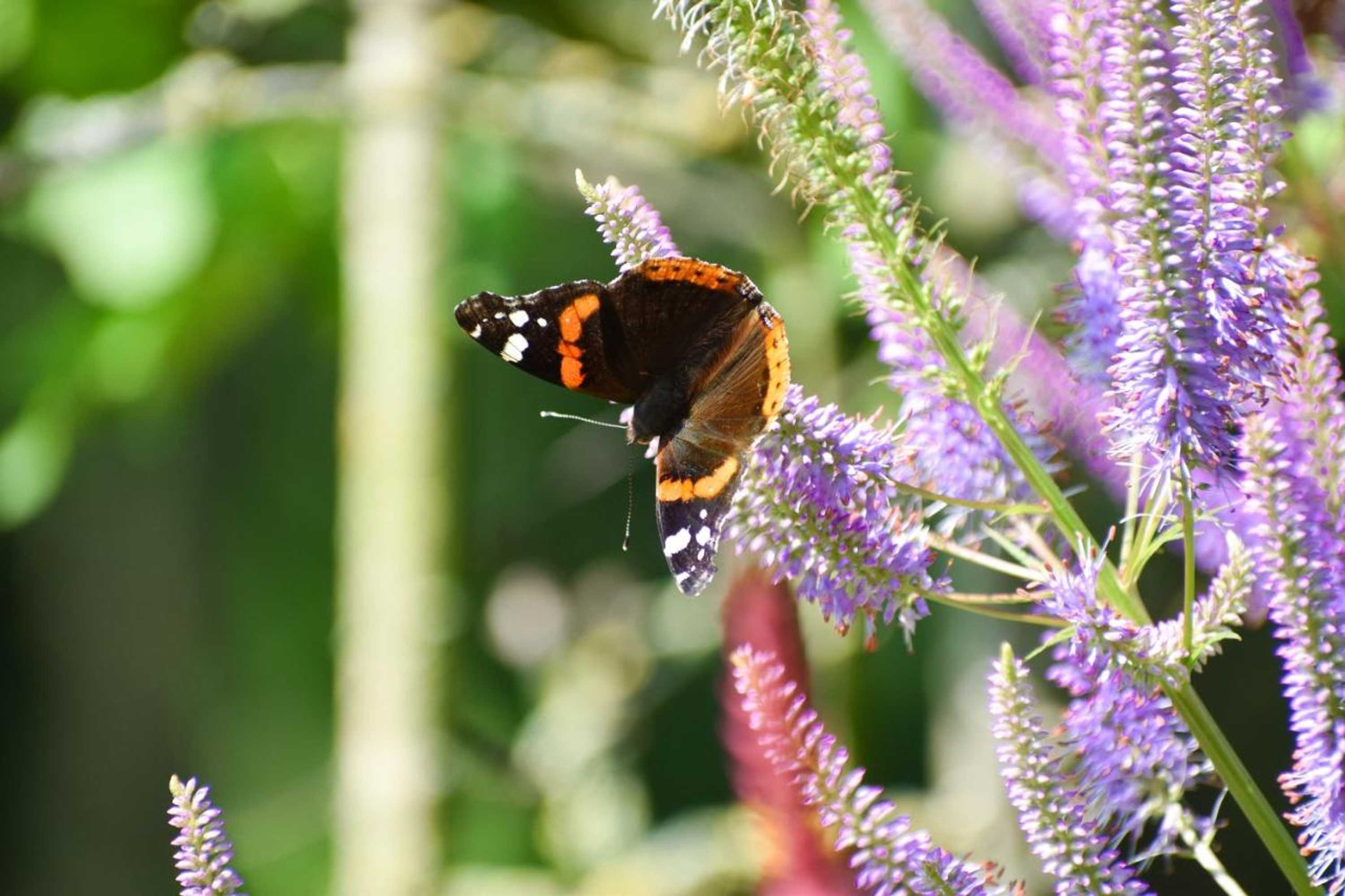 Gift card for Chalet de Kleine Eekhoorn