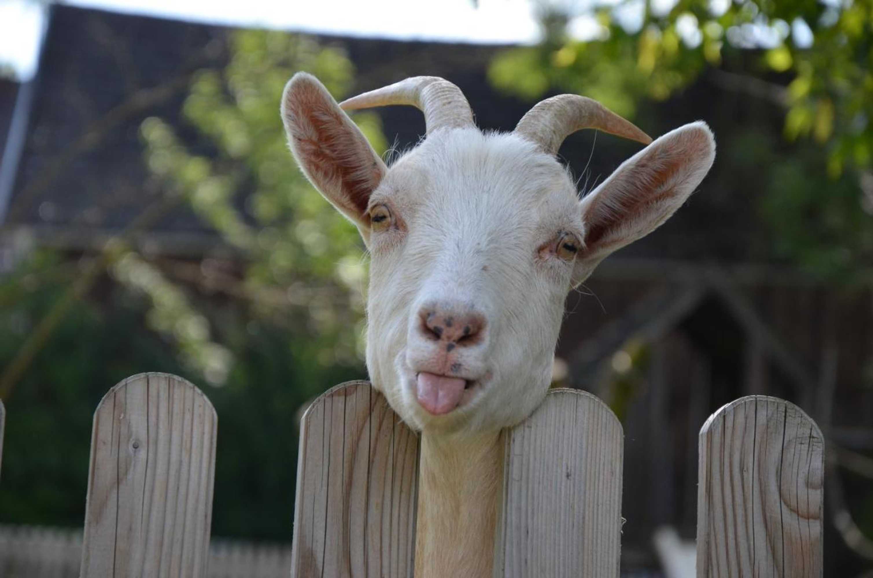 Gift card for Gasthof Walther And Pension