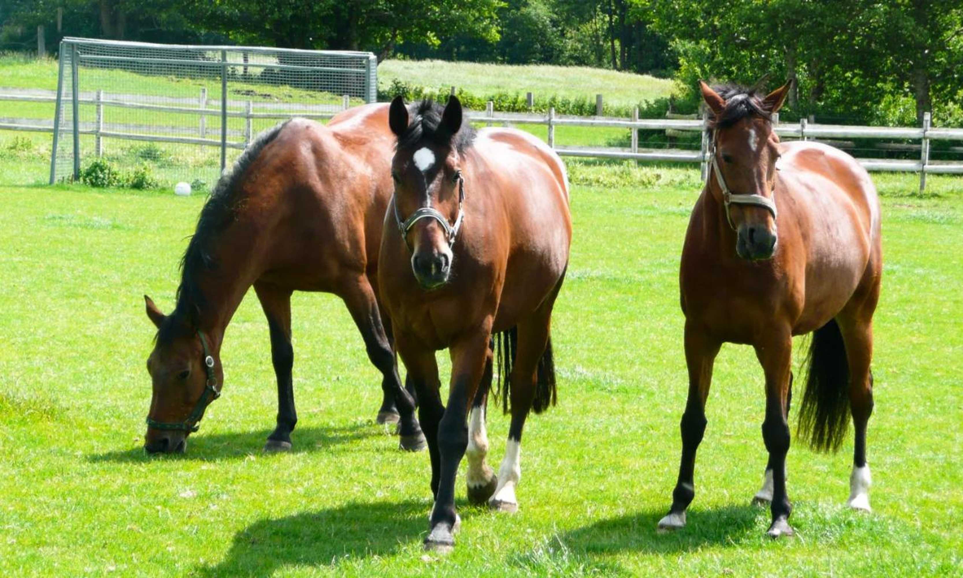 Gift card for Ponyhof Naeve am Wittensee