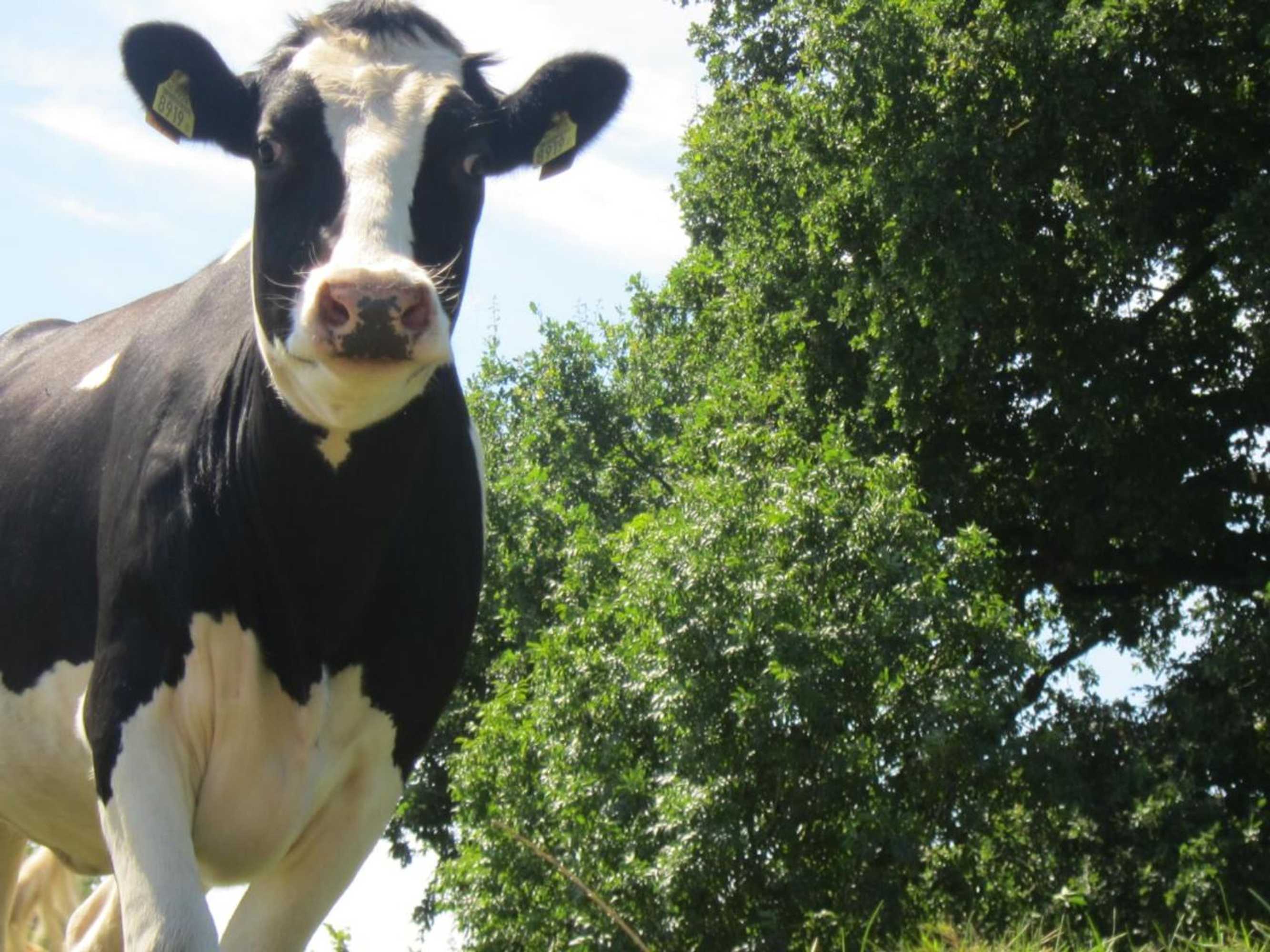 Gift card for Pipowagen Minicamping De Linde