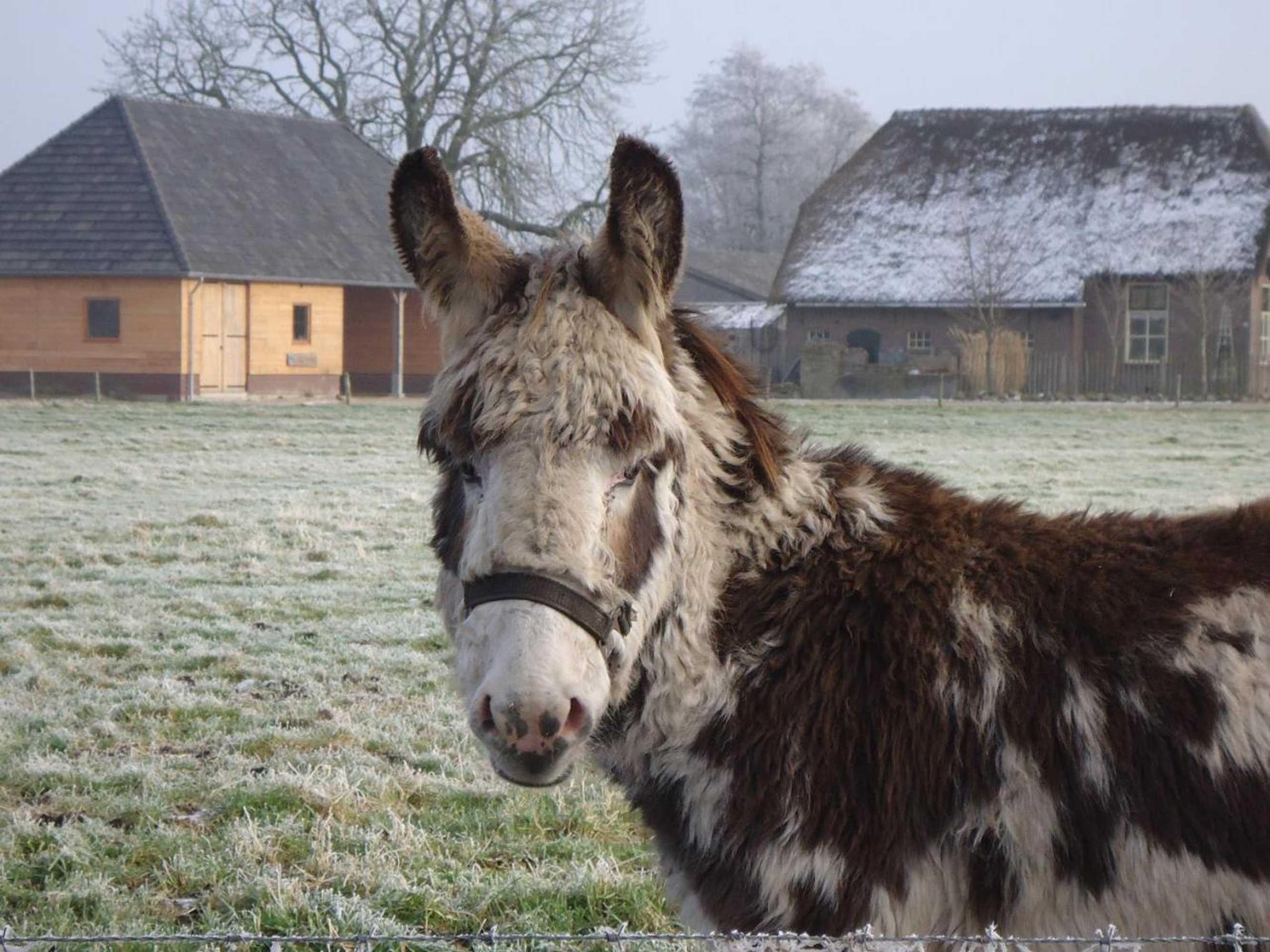 Gift card for Bed & Breakfast El Manso