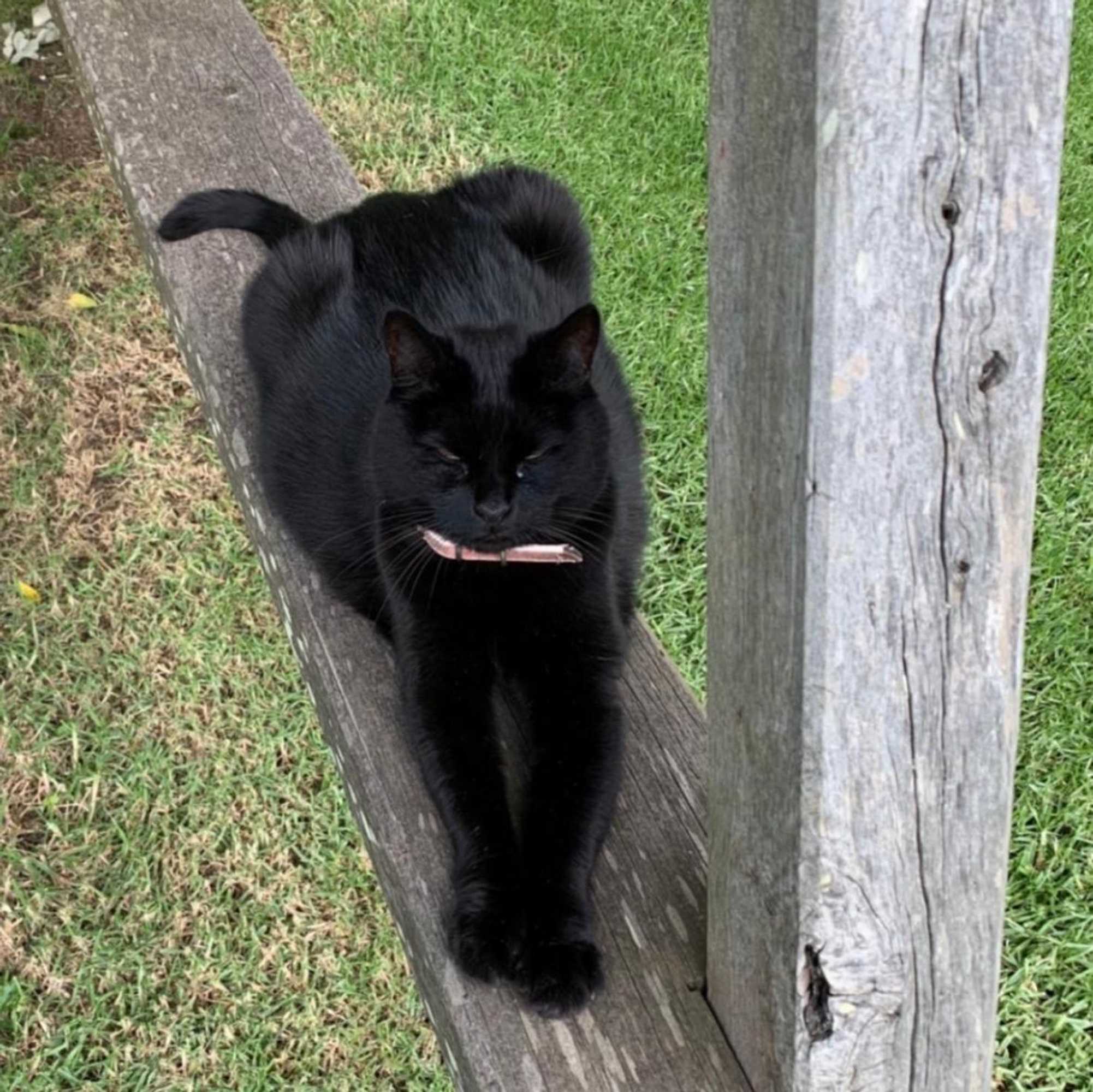 Gift card for Frogs Pond