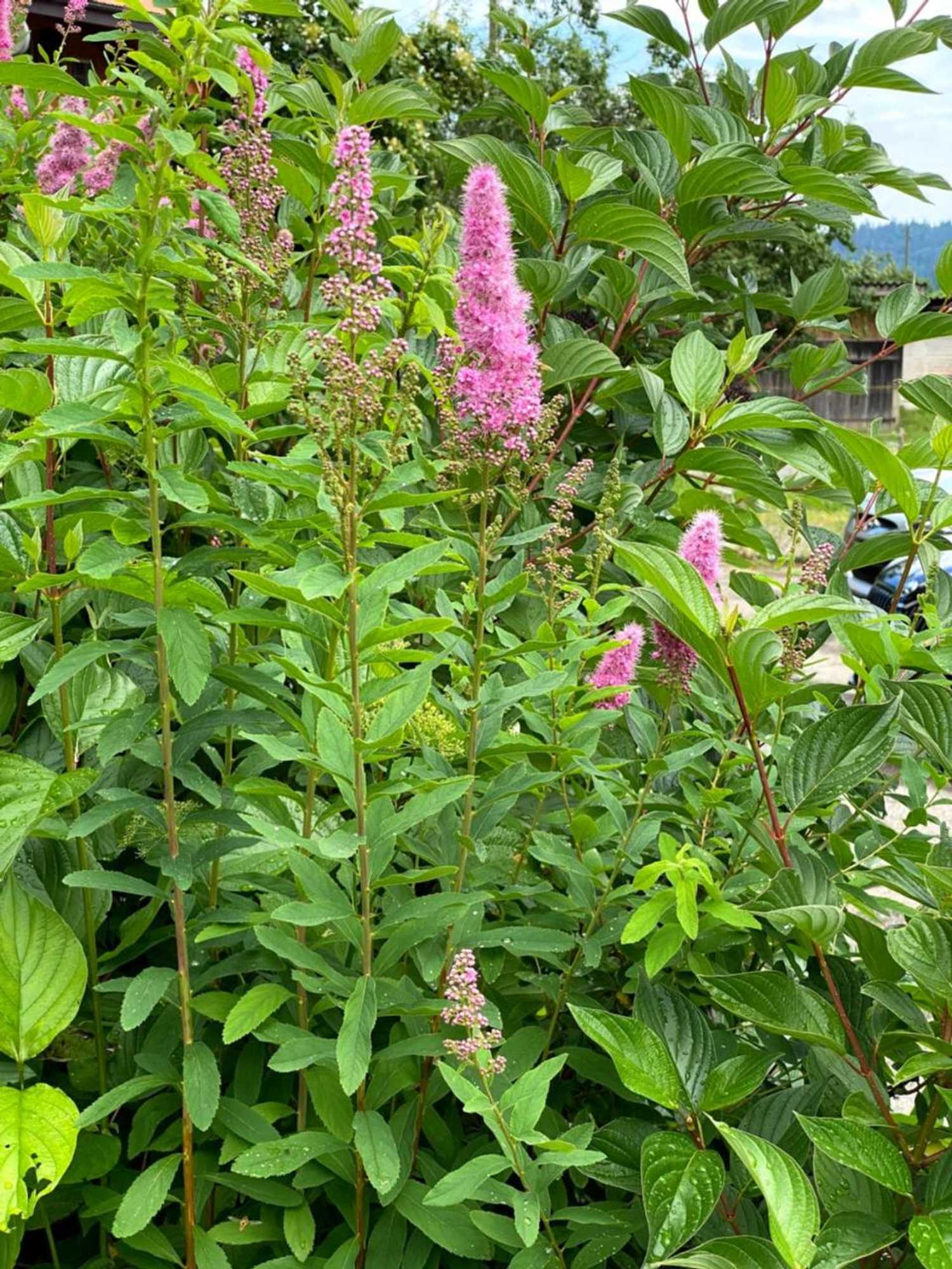 Gift card for B&b Tannen124