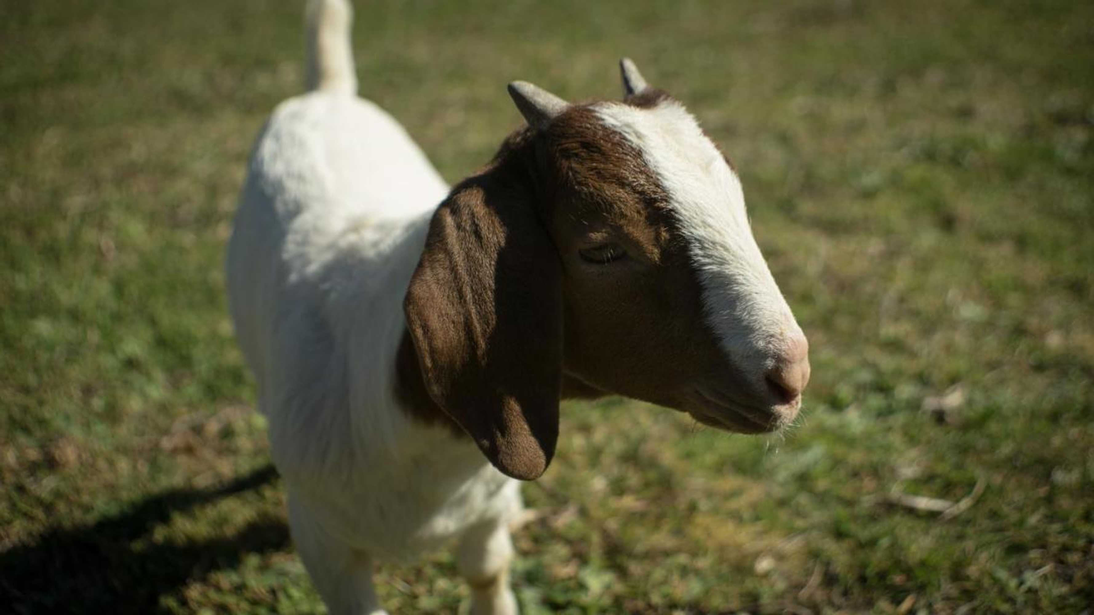 Gift card for Quintinha da Charneca