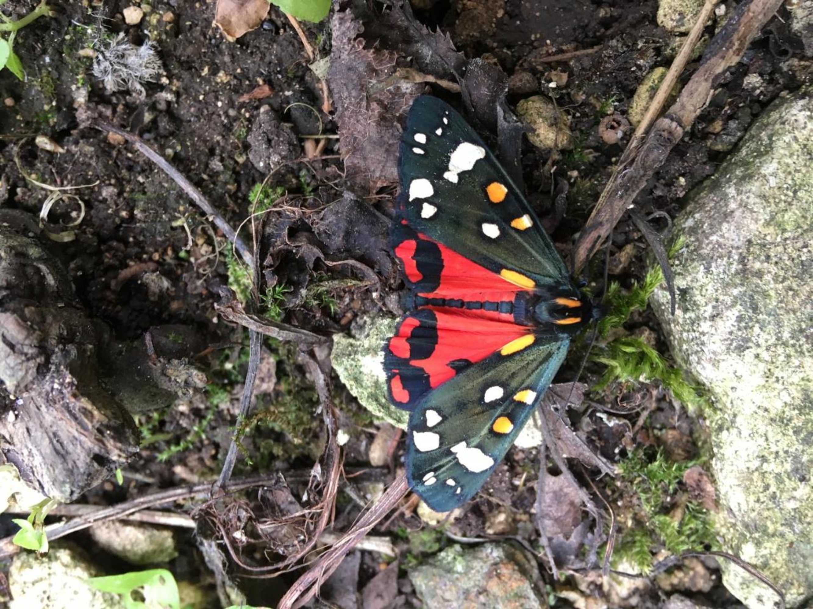 Gift card for Field End House Strawberry Lane Meysey Hampton