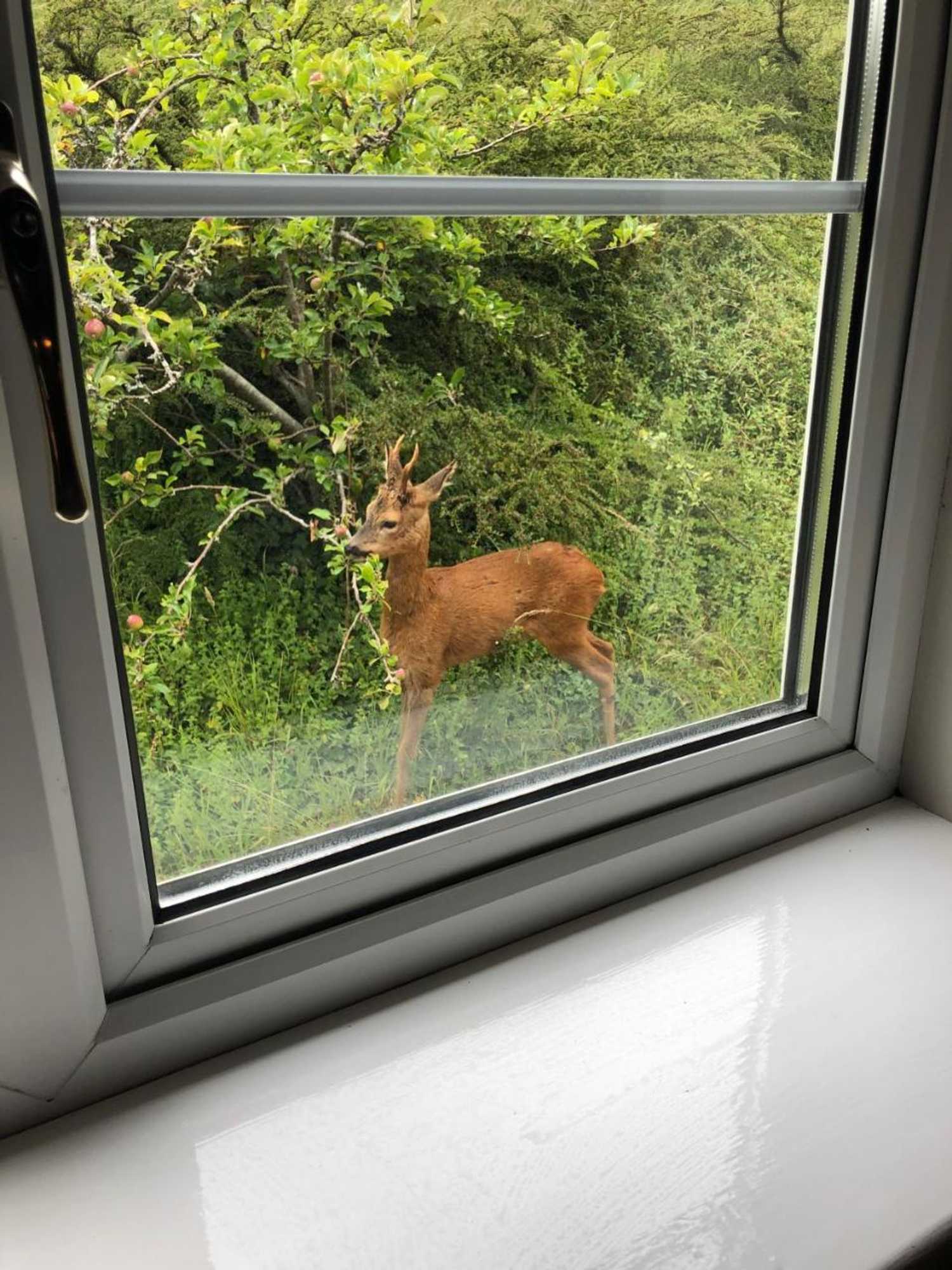 Gift card for Yellowham Farm