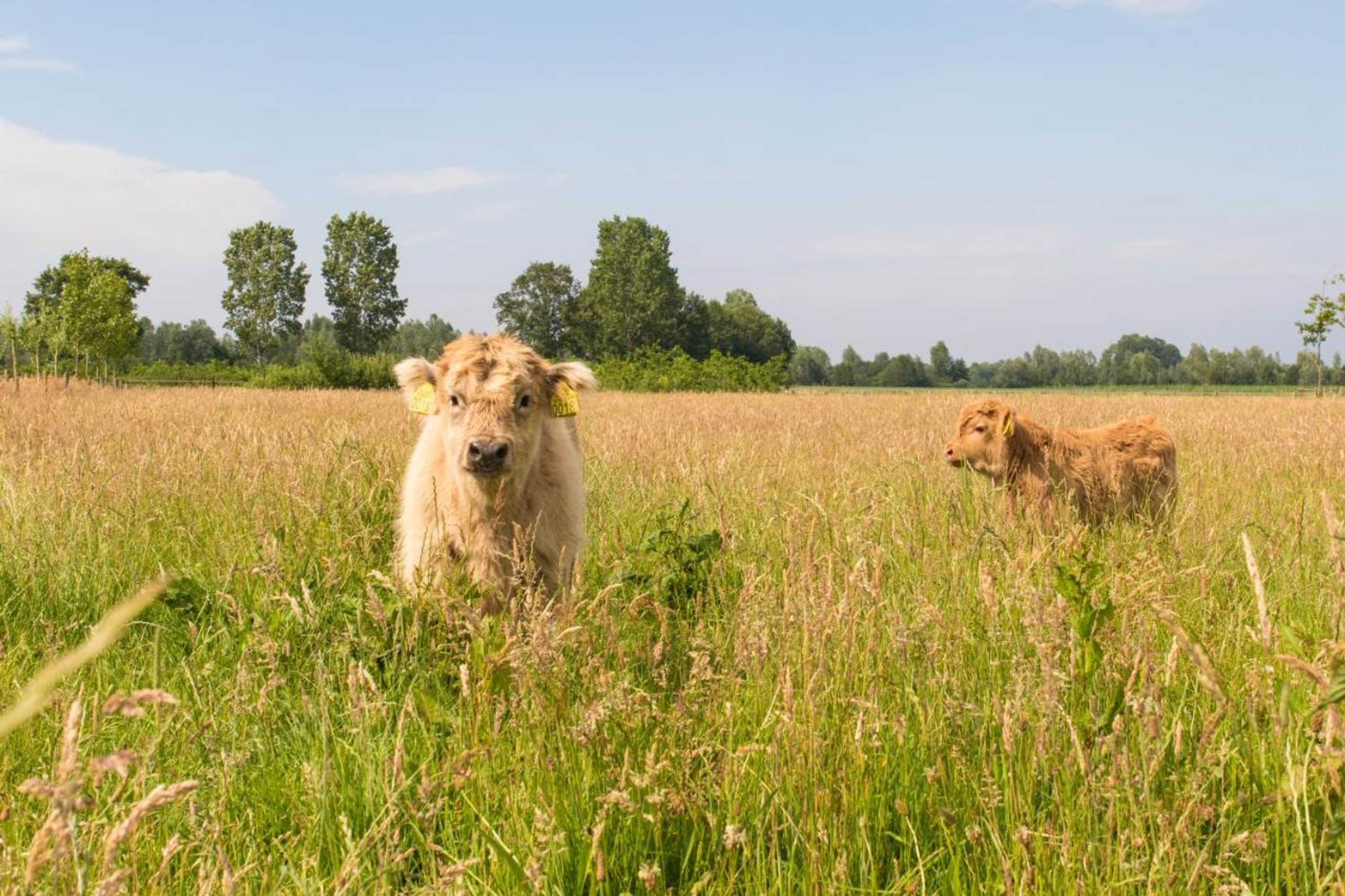 Gift card for Bed & Breakfast Bos en Weide