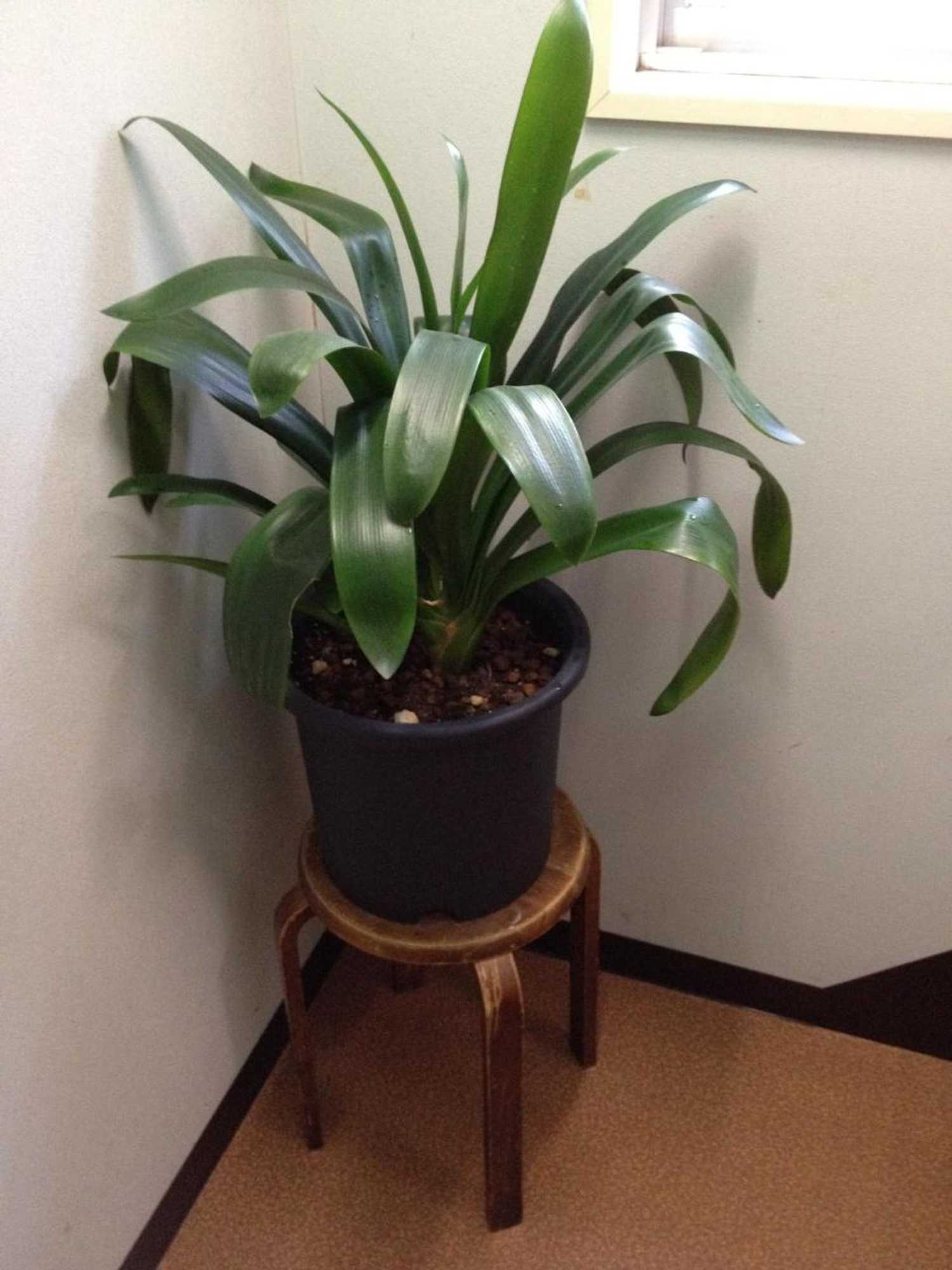 Gift card for Iroha Ryokan