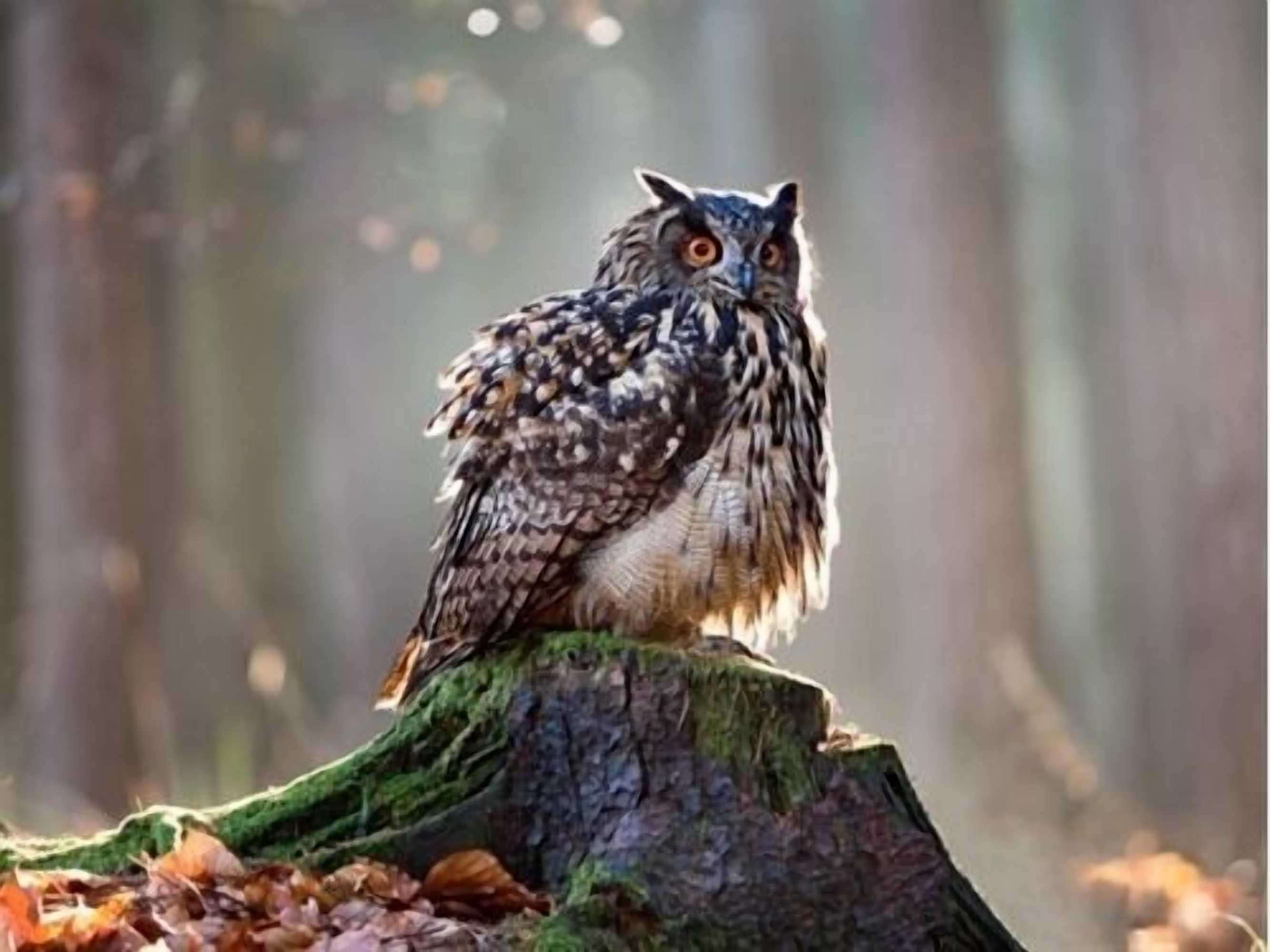 Gift card for 8 Owls B&b