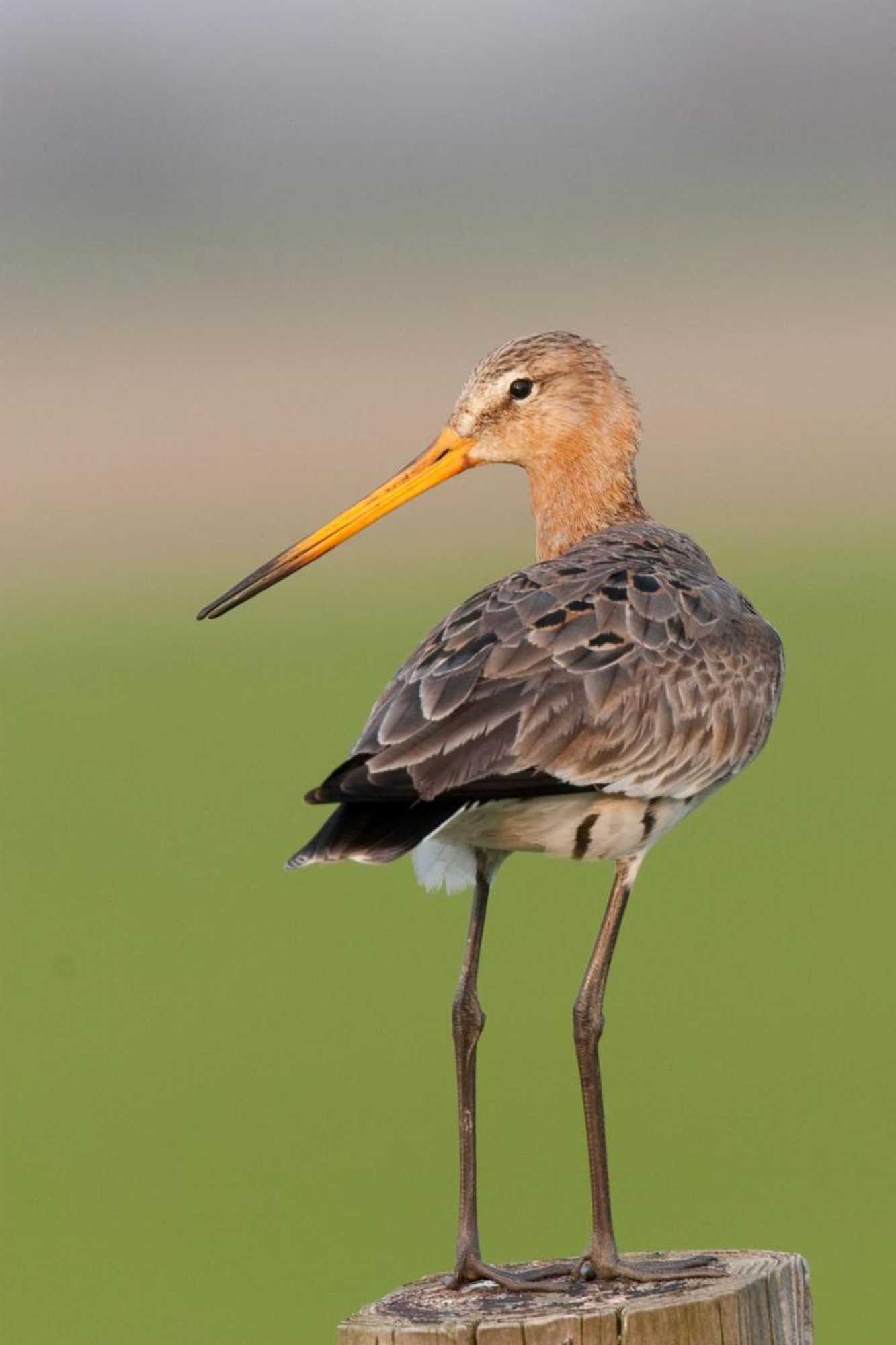 Gift card for Bed And Breakfast Simmerwille