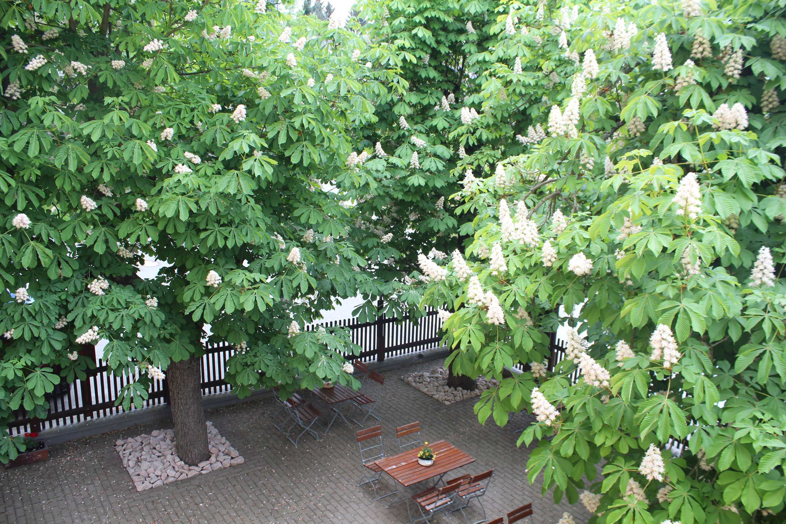 Gift card for Digitales Event & Hochzeitshotel Zum Grünen Baum