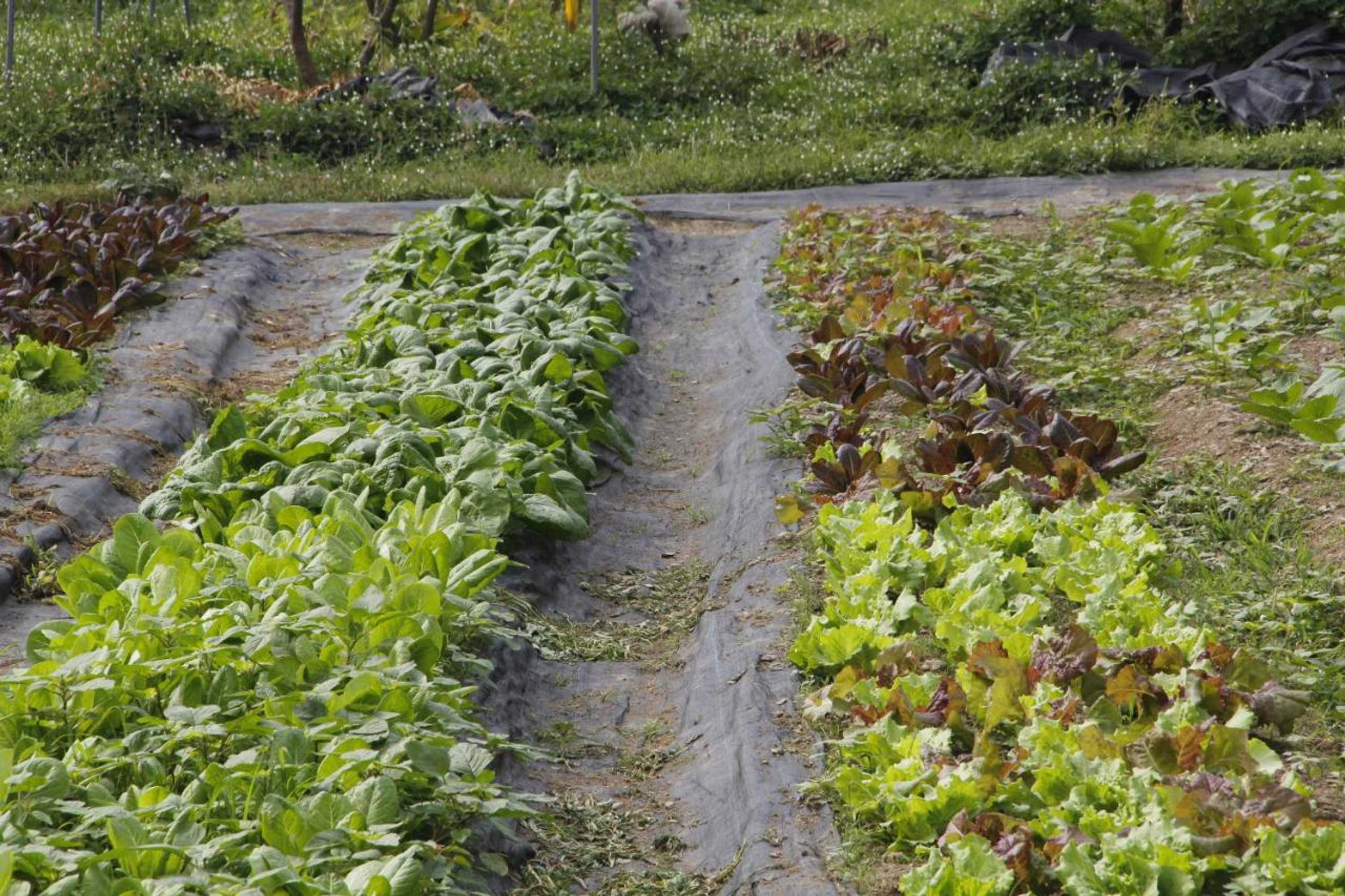 Gift card for Hakka Eco Farm