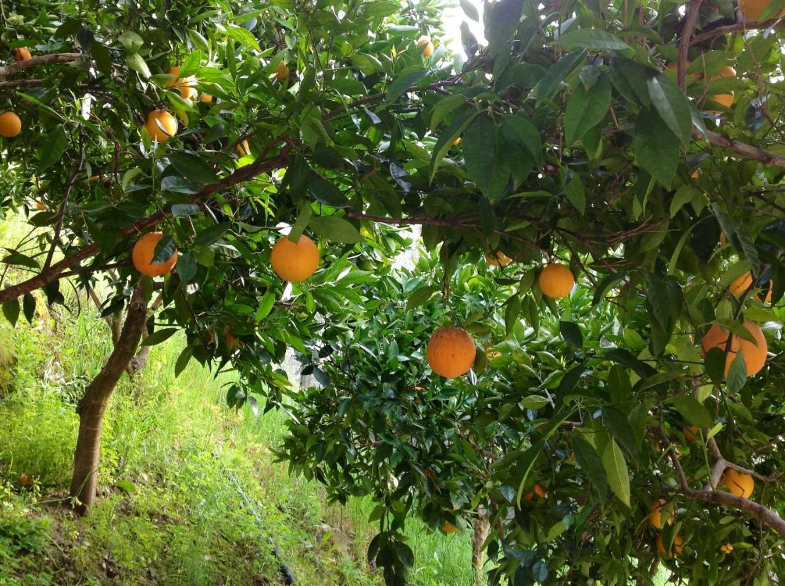 Gift card for Posada Real Quinta de la Concepción