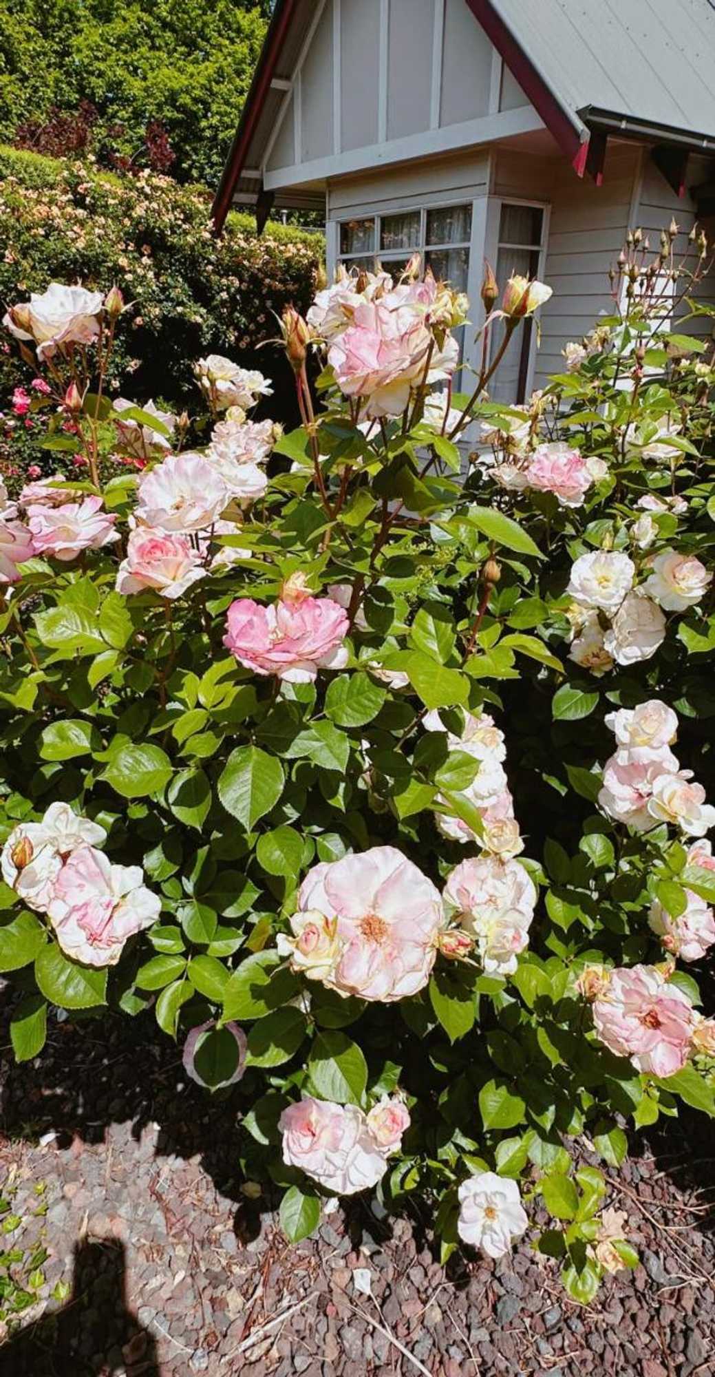 Gift card for Serenity@healesville