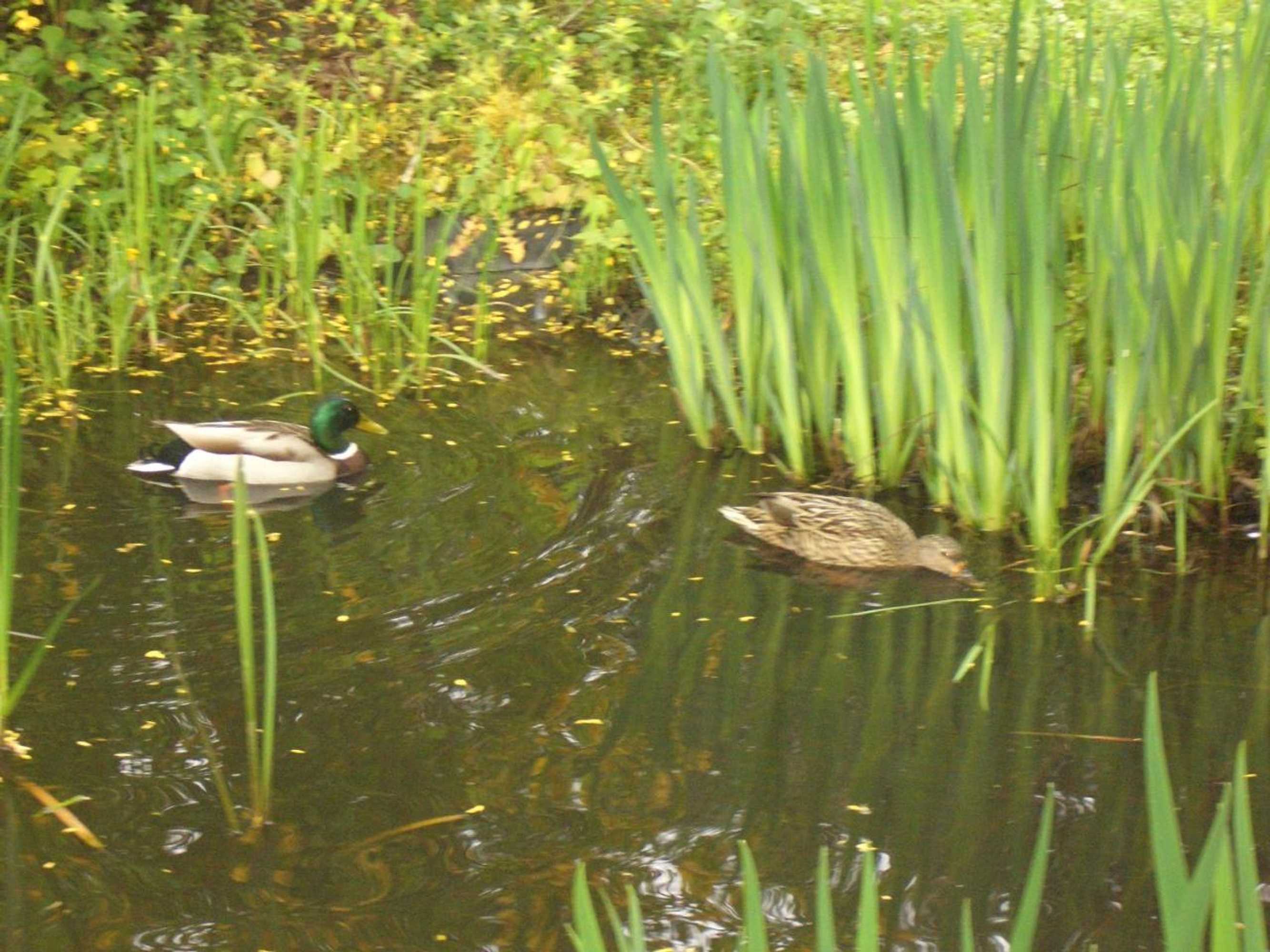 Gift card for Hotel Battenfeld