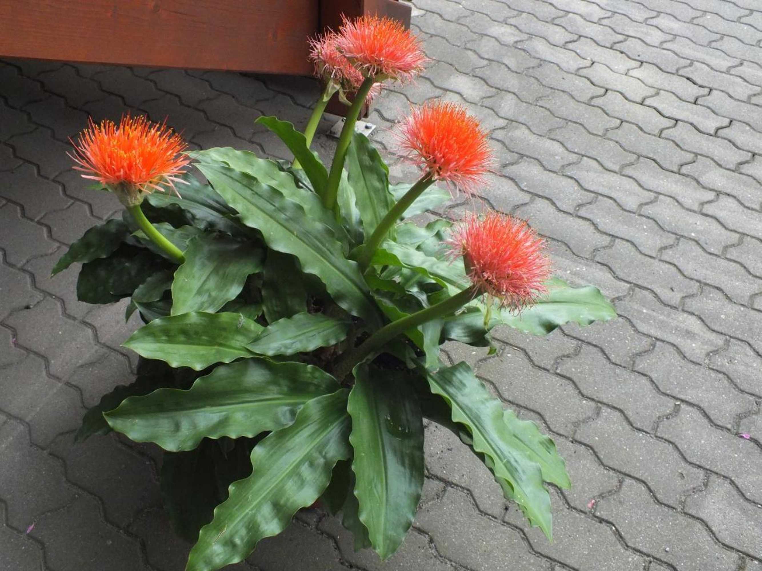 Gift card for Pension am Elberadweg